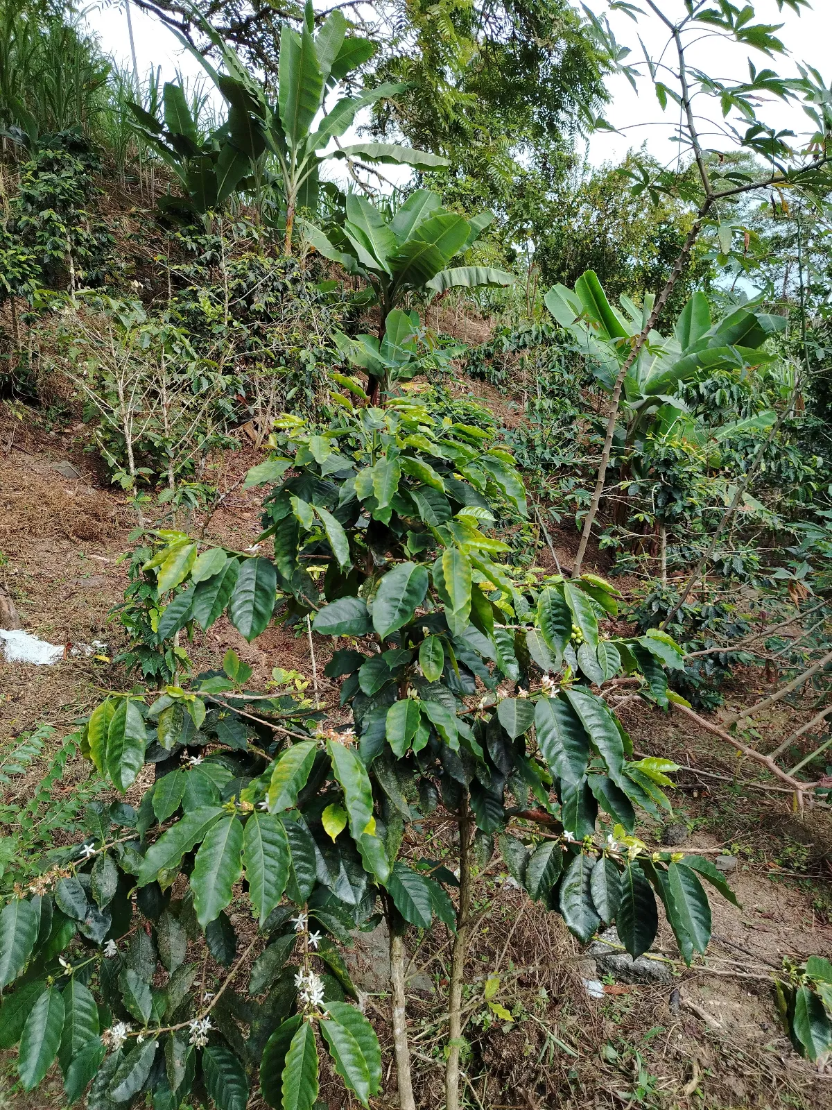La esmeralda