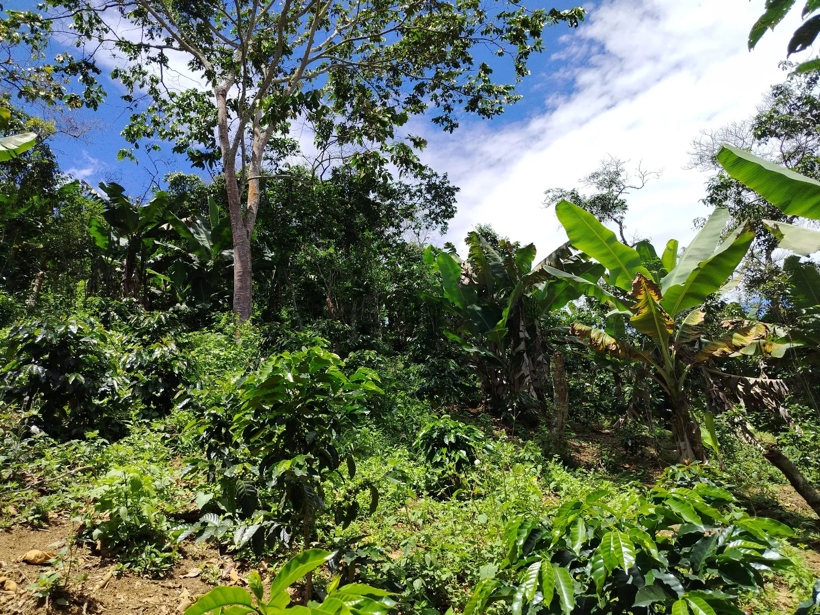 Finca José Ignacio