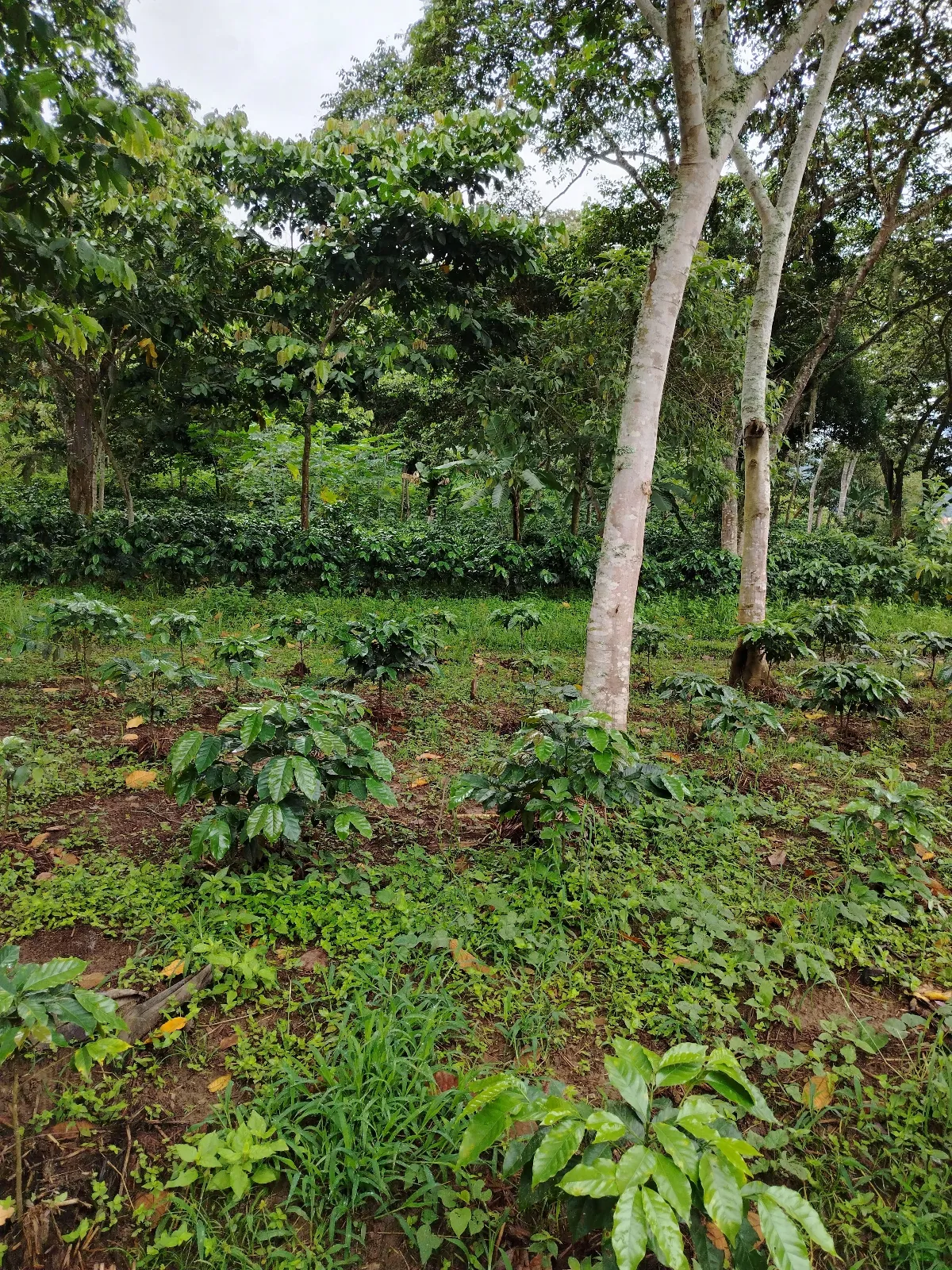 Finca wilfredo