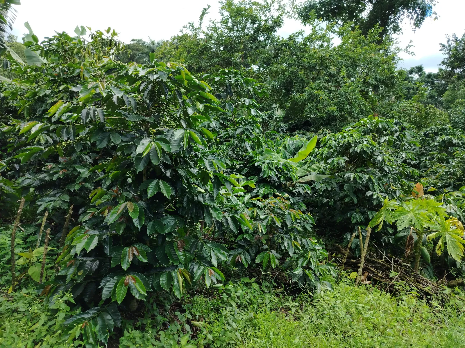La lagunita 2
