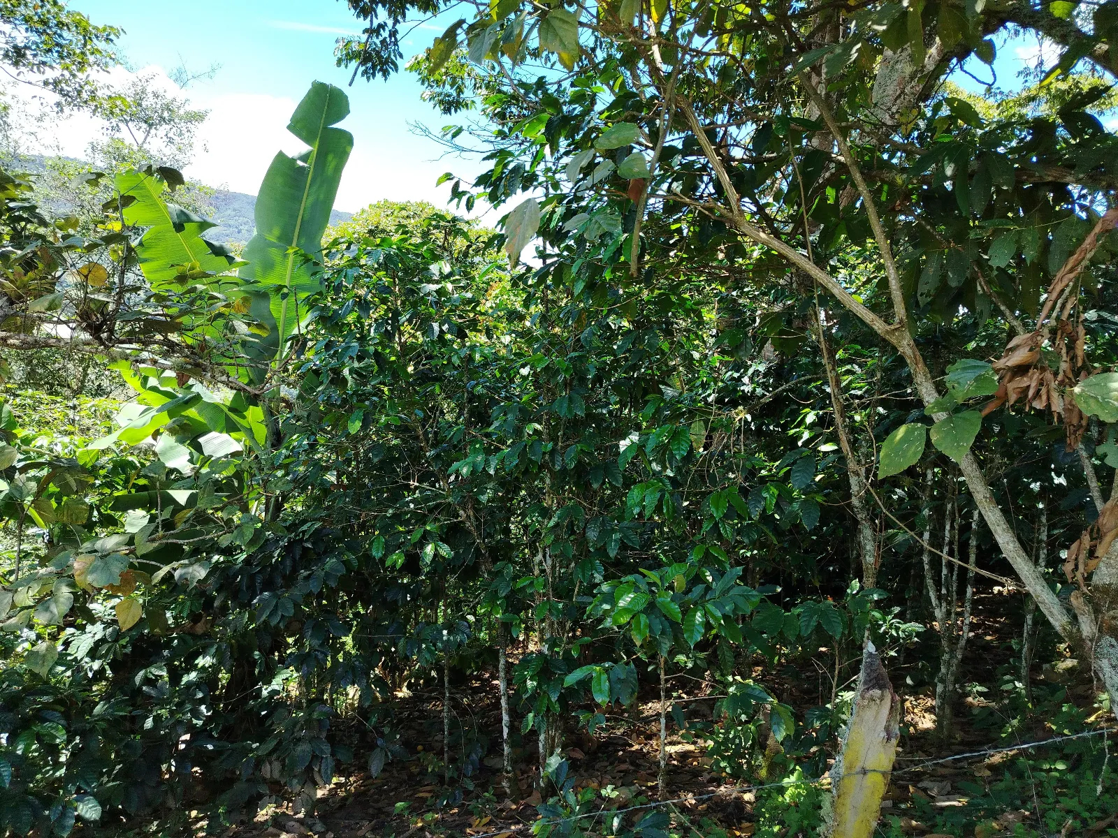 San Isidro loma san jose