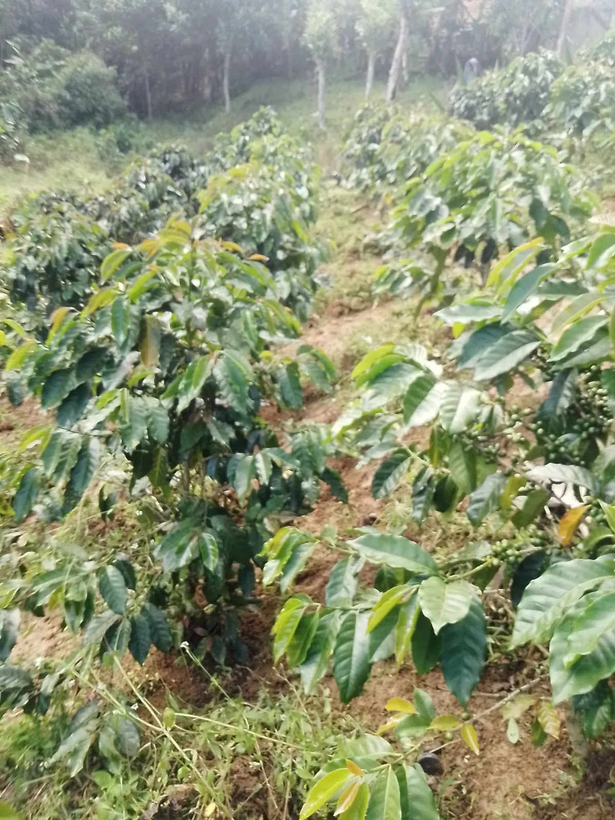 Finca San Isidro 3