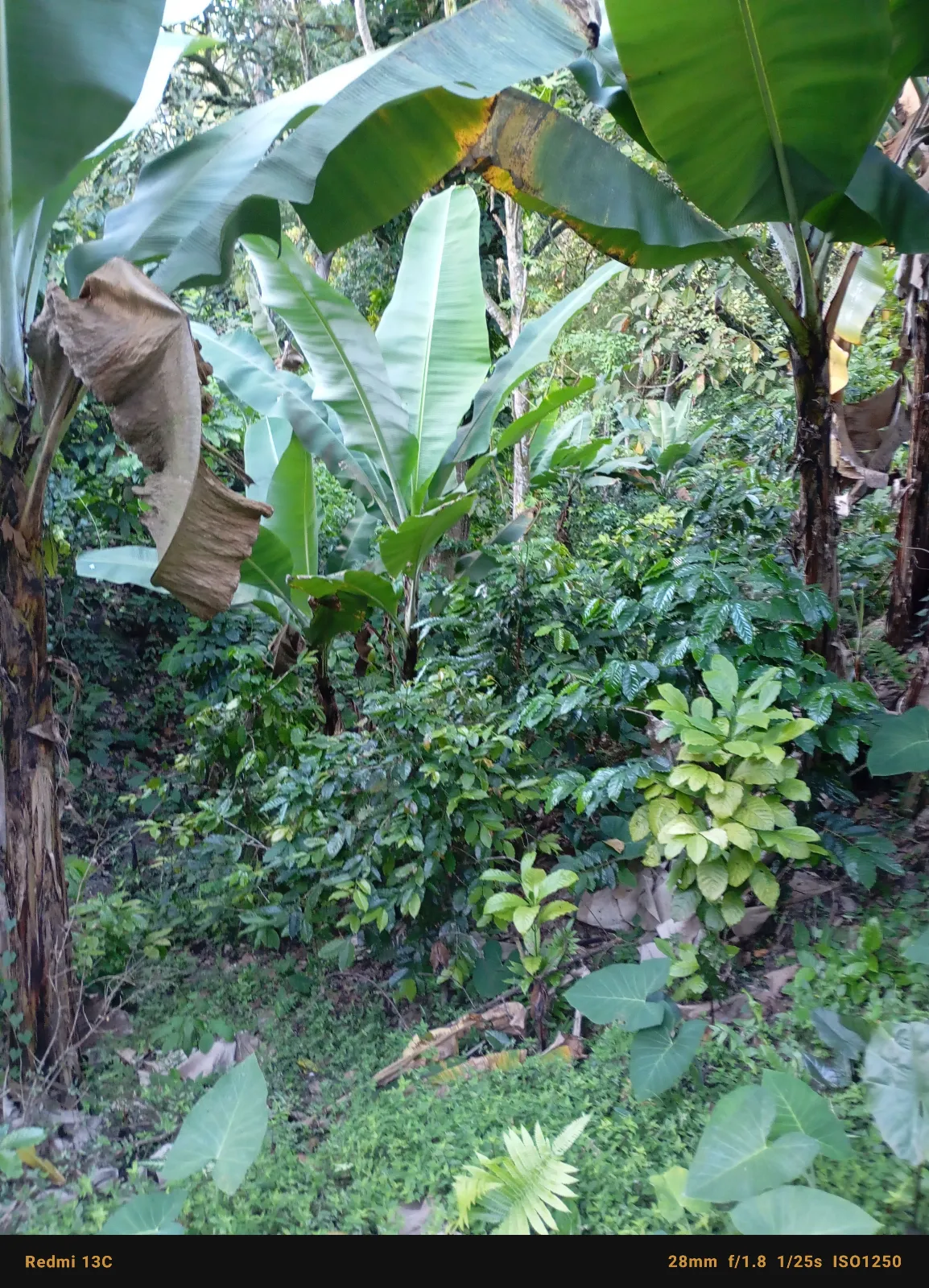 Lisenarum