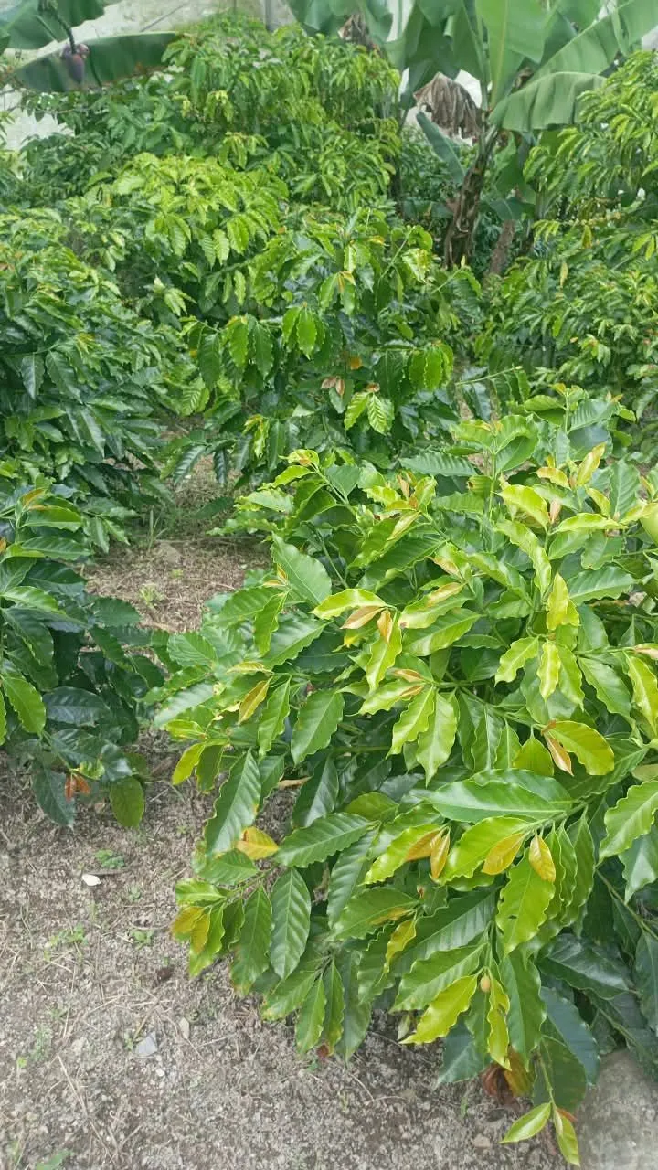 Palma Sola