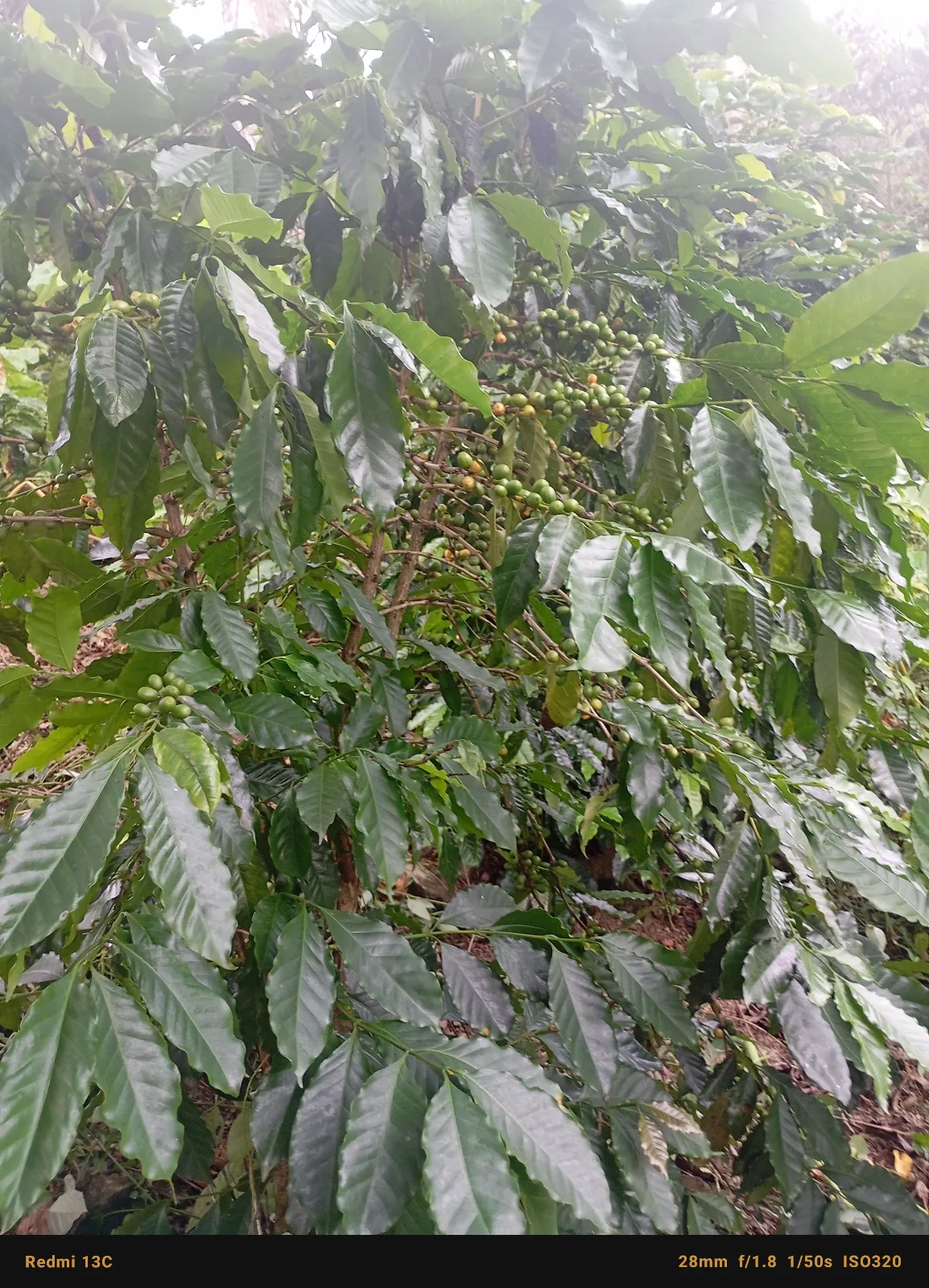 La Maquina