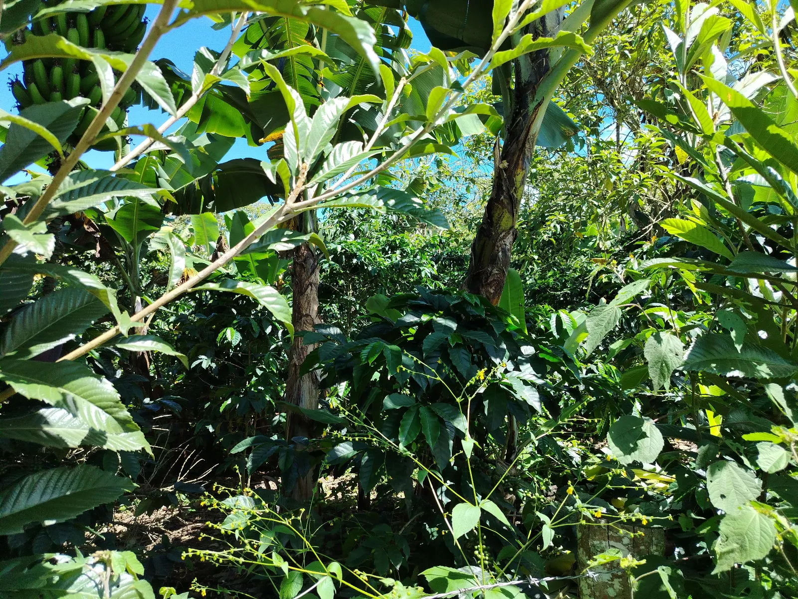 Agua negra