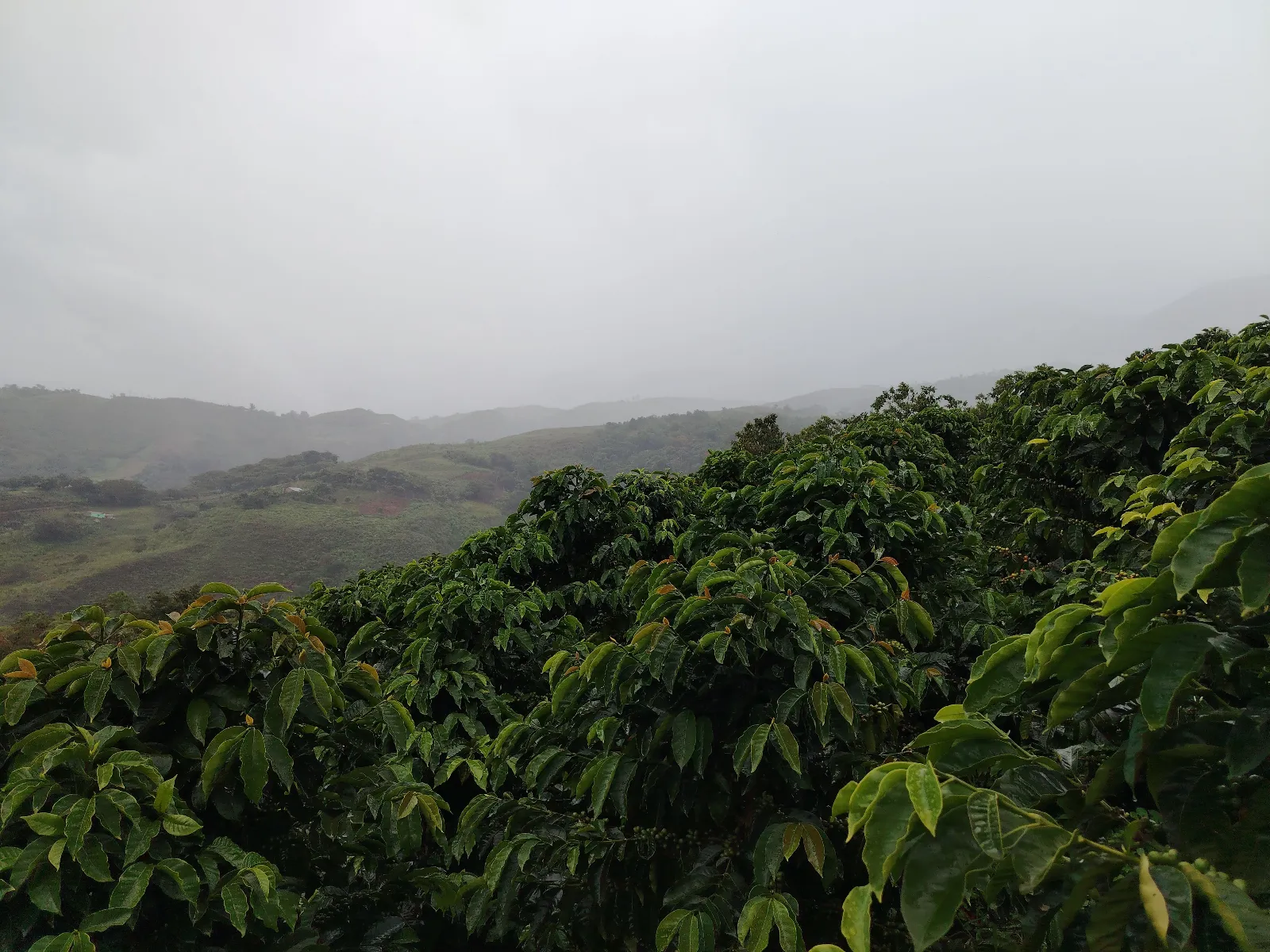 Finca café doble
