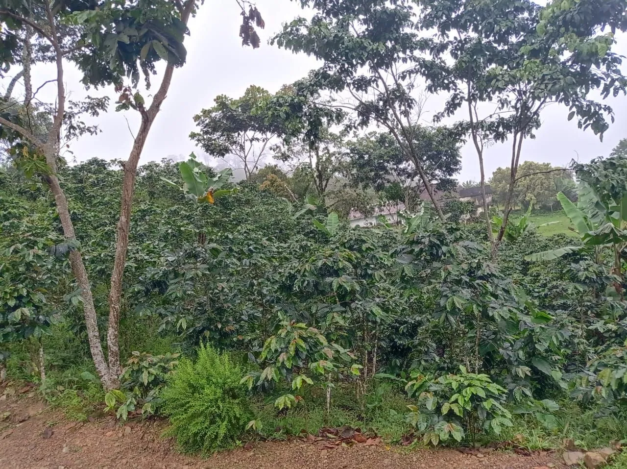 Las primaveras