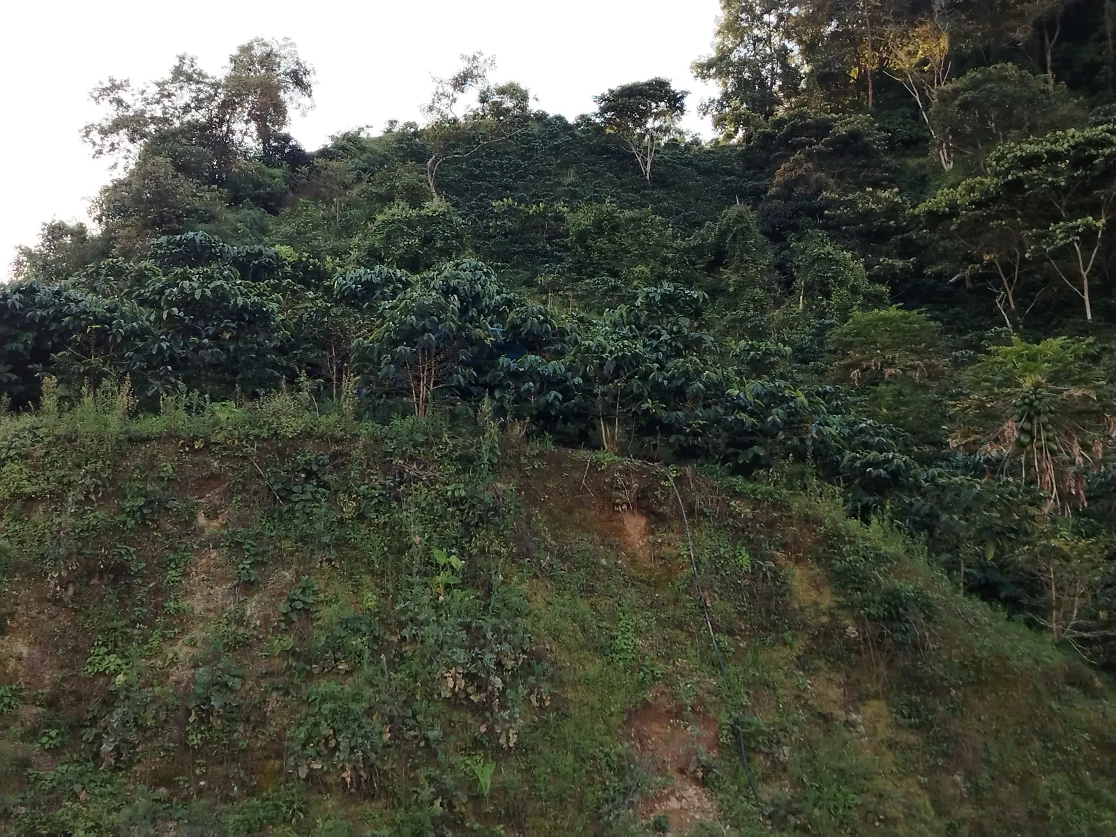 Trapiche 2