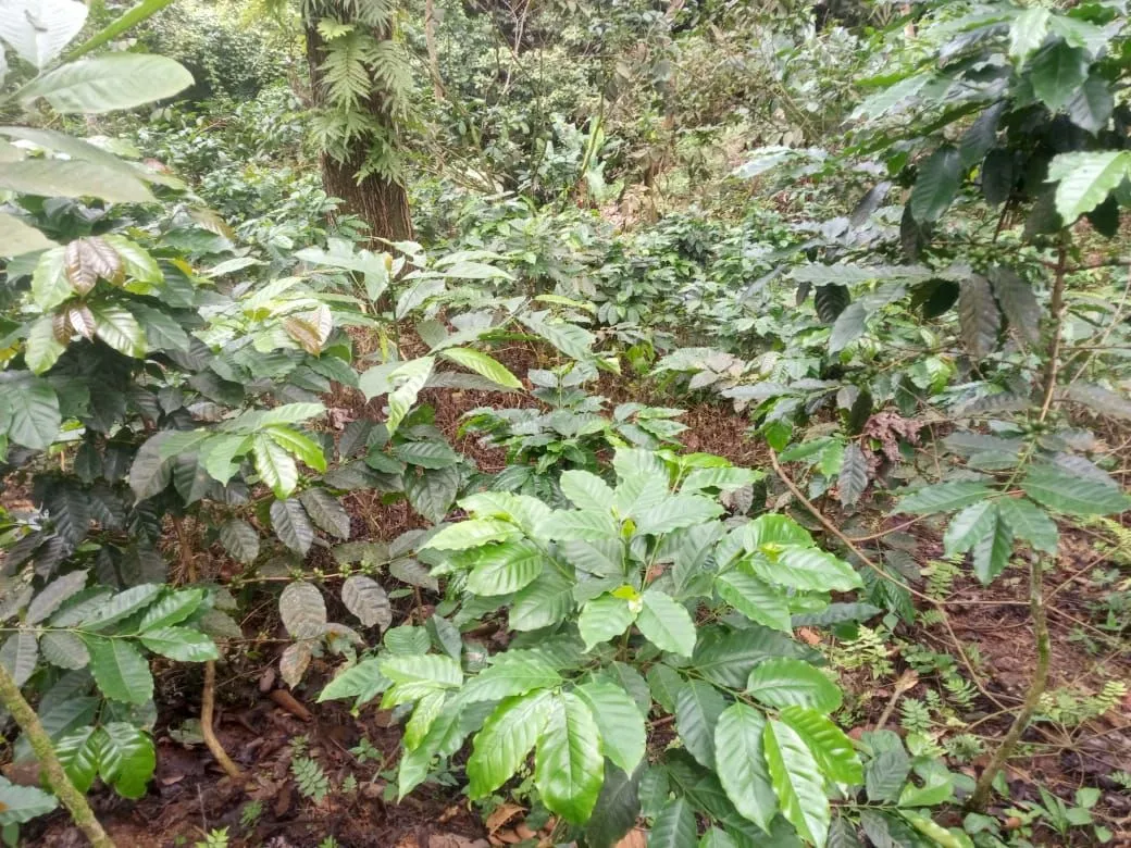La yuli