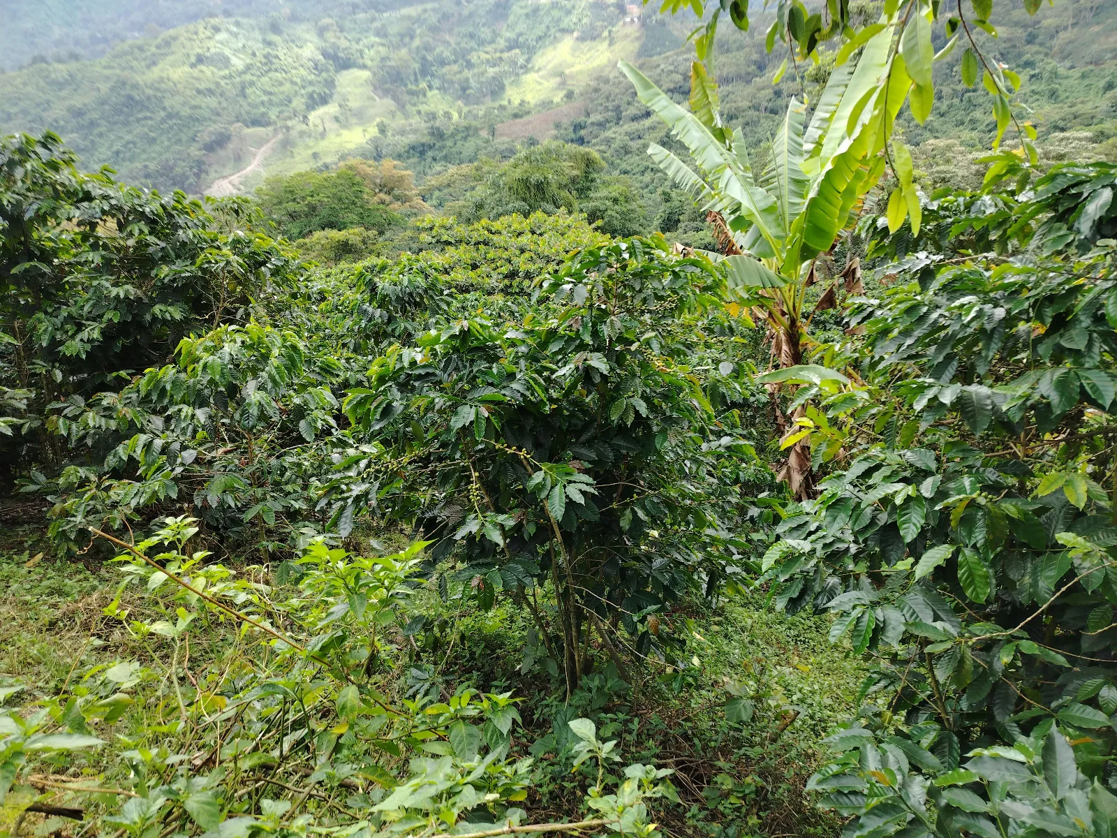 La Coromoto 5