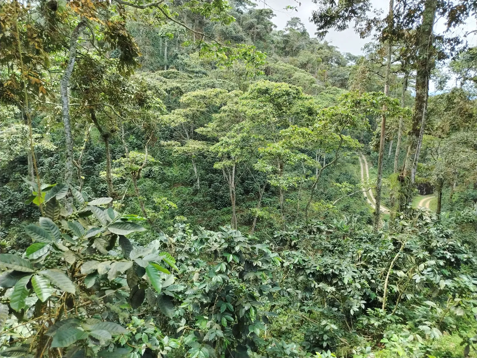 Finca José Gregorio