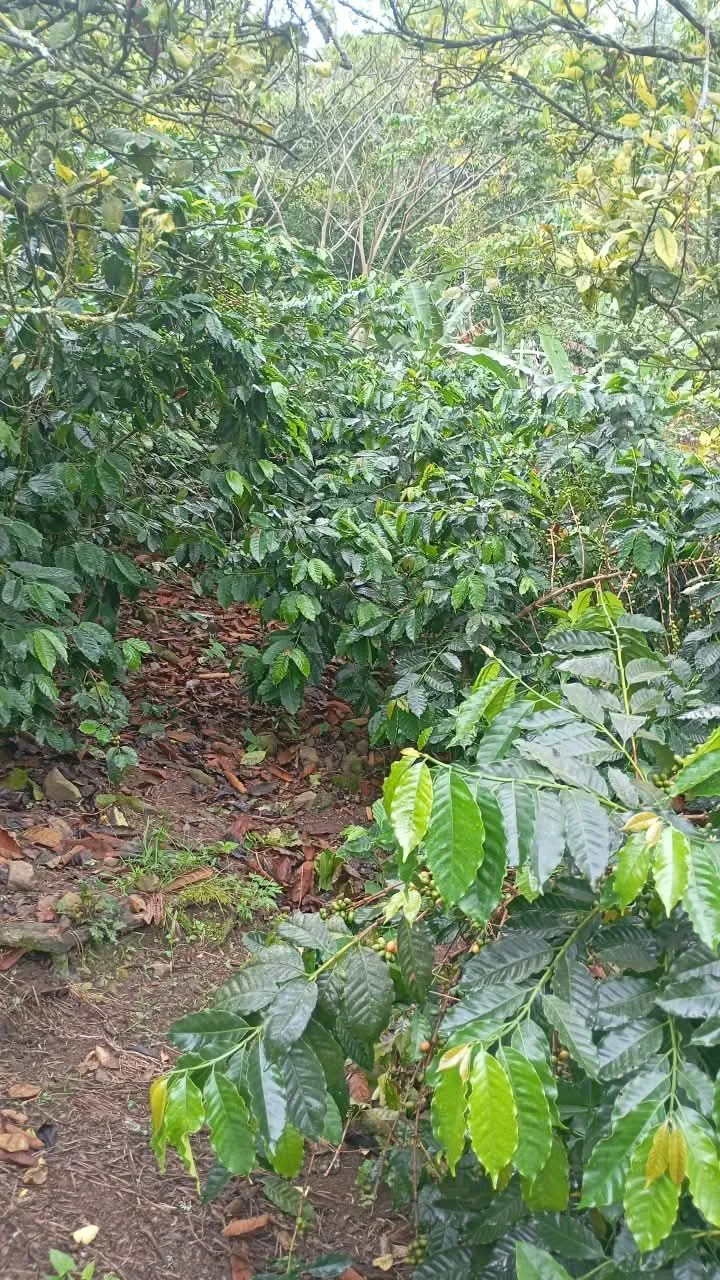 La Reinita