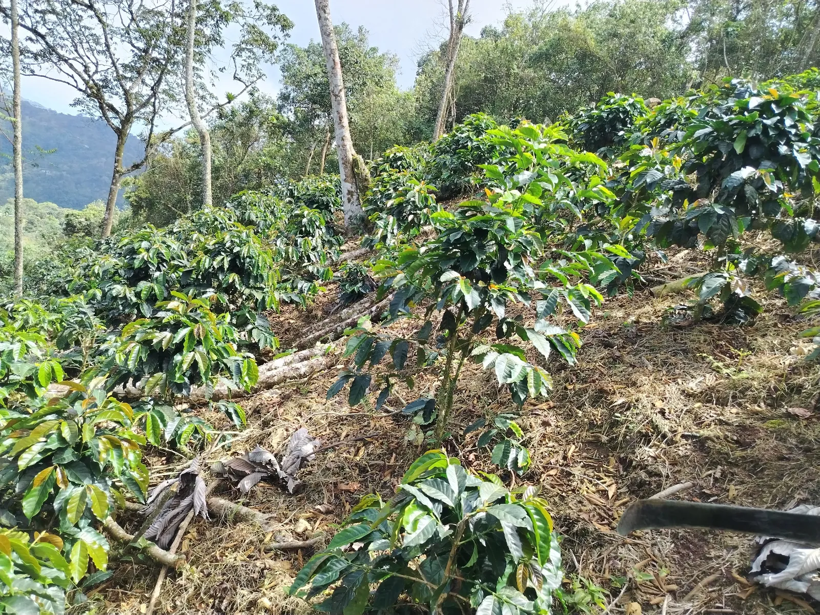 Doña Maria