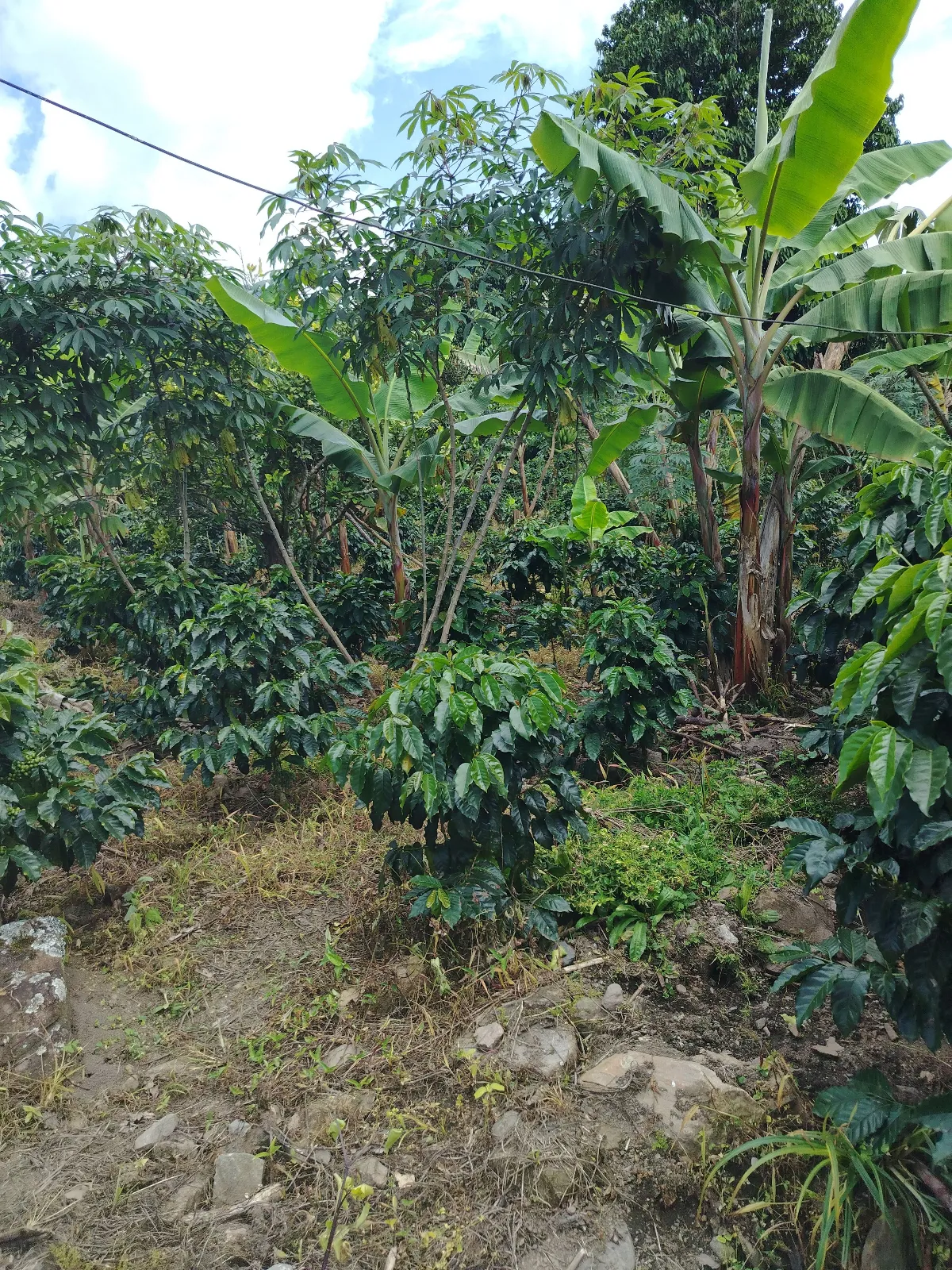 Finca la esperanza