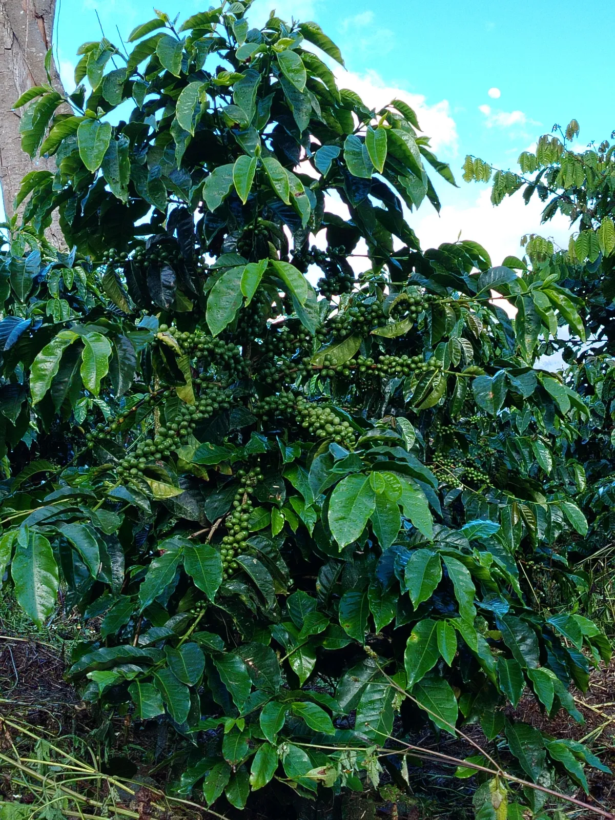 El cerro (Finca En Otro Sector)