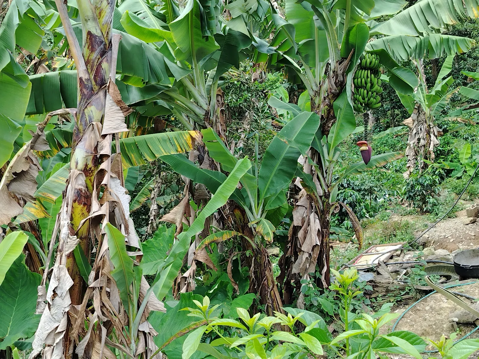 Finca William
