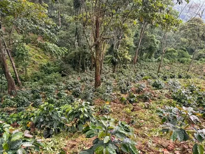 Américo