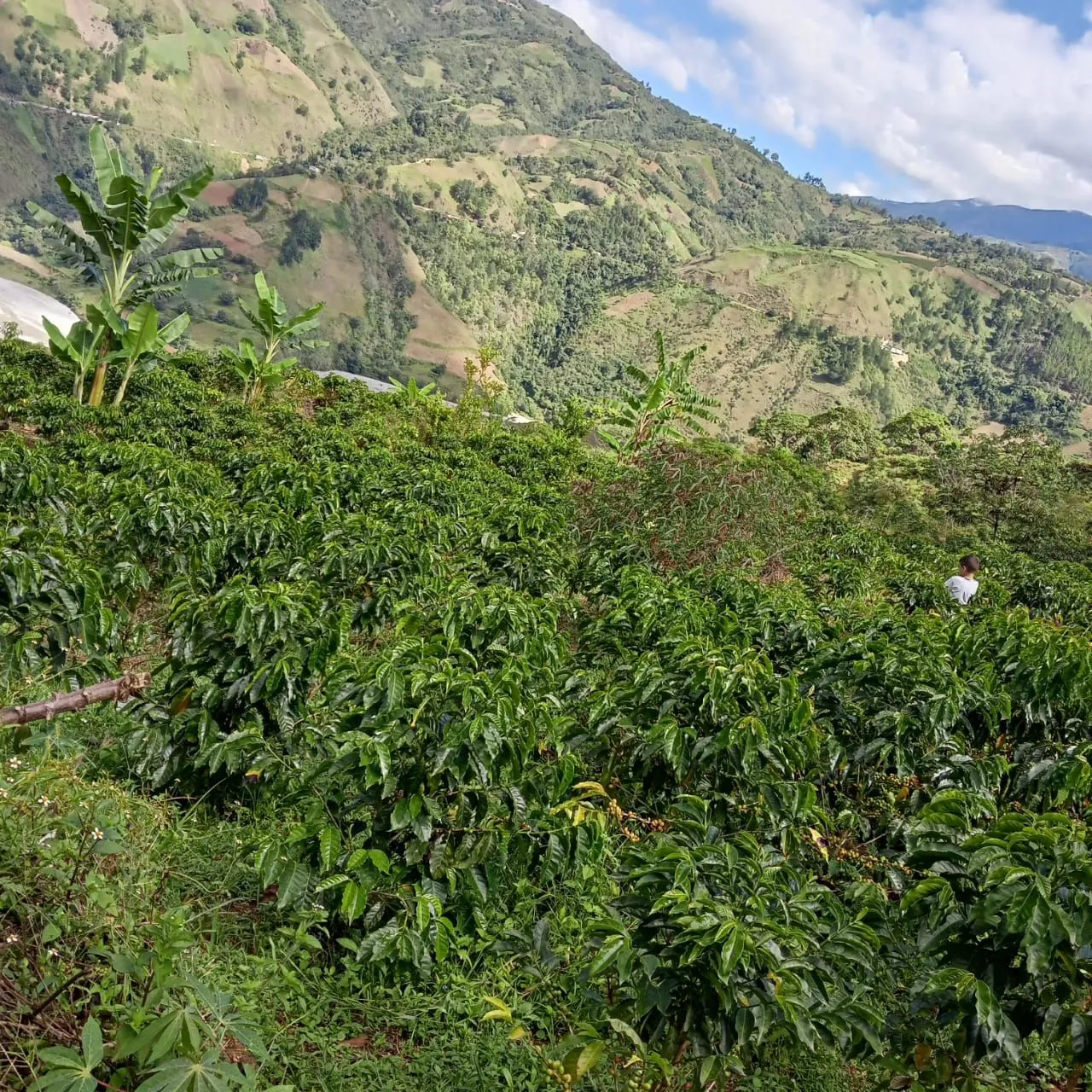 Finca el pozon