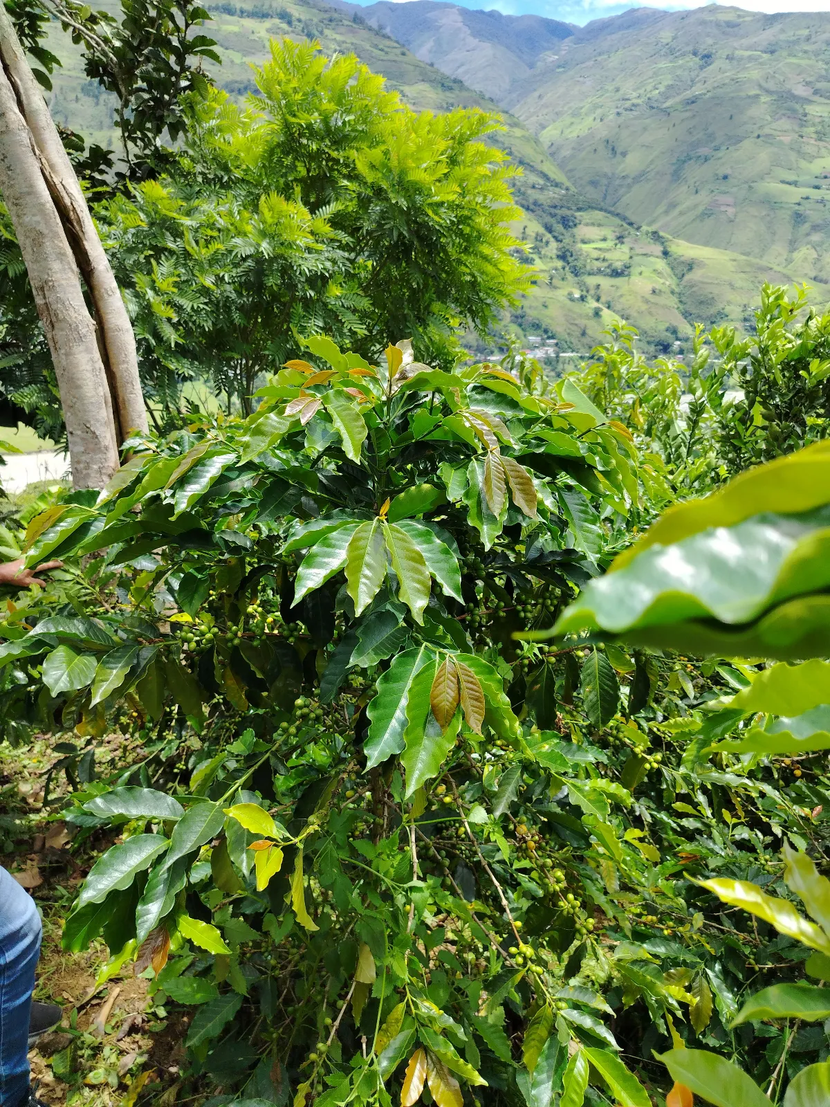 Finca San Gregorio