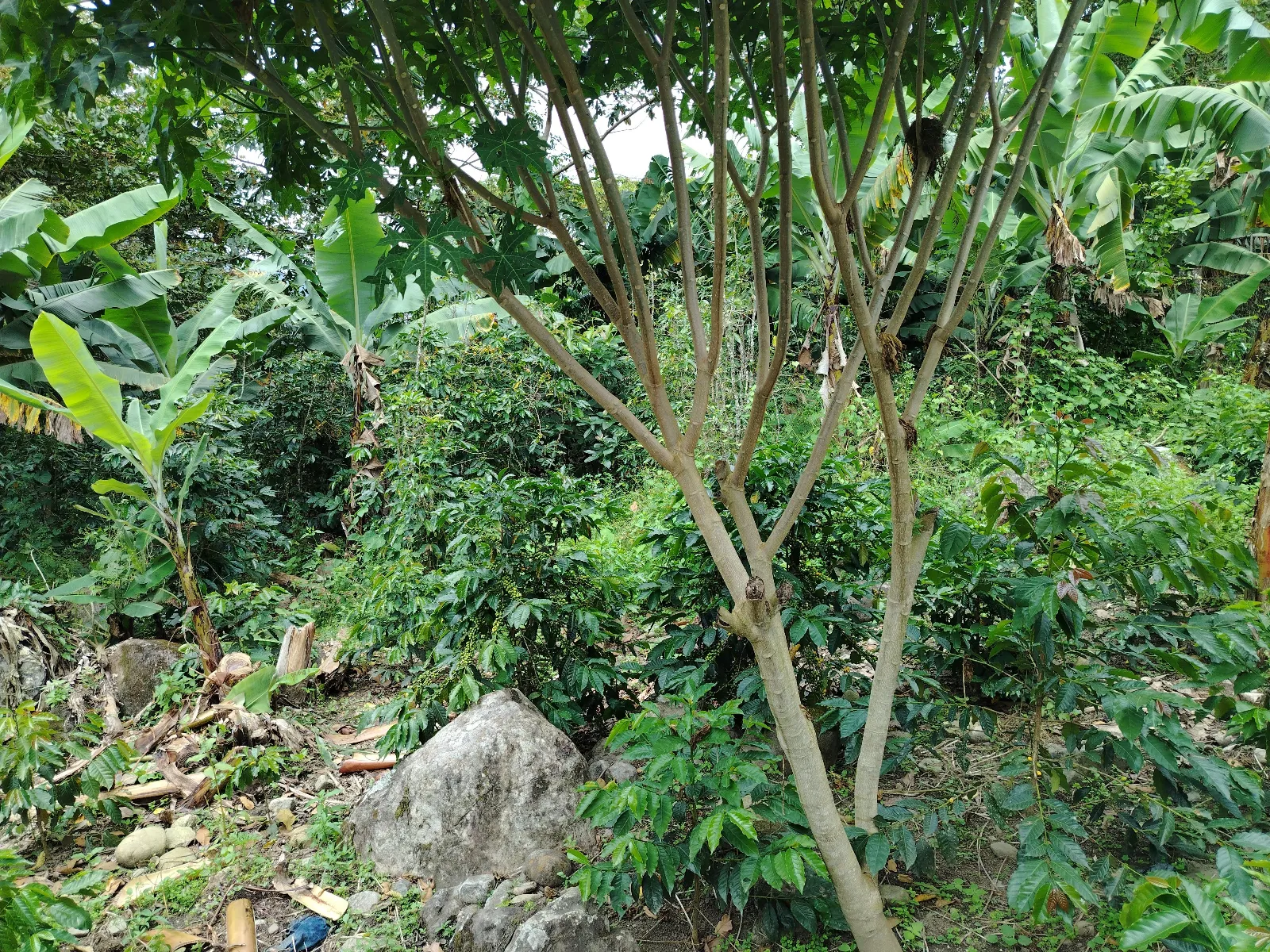 Finca Carmen