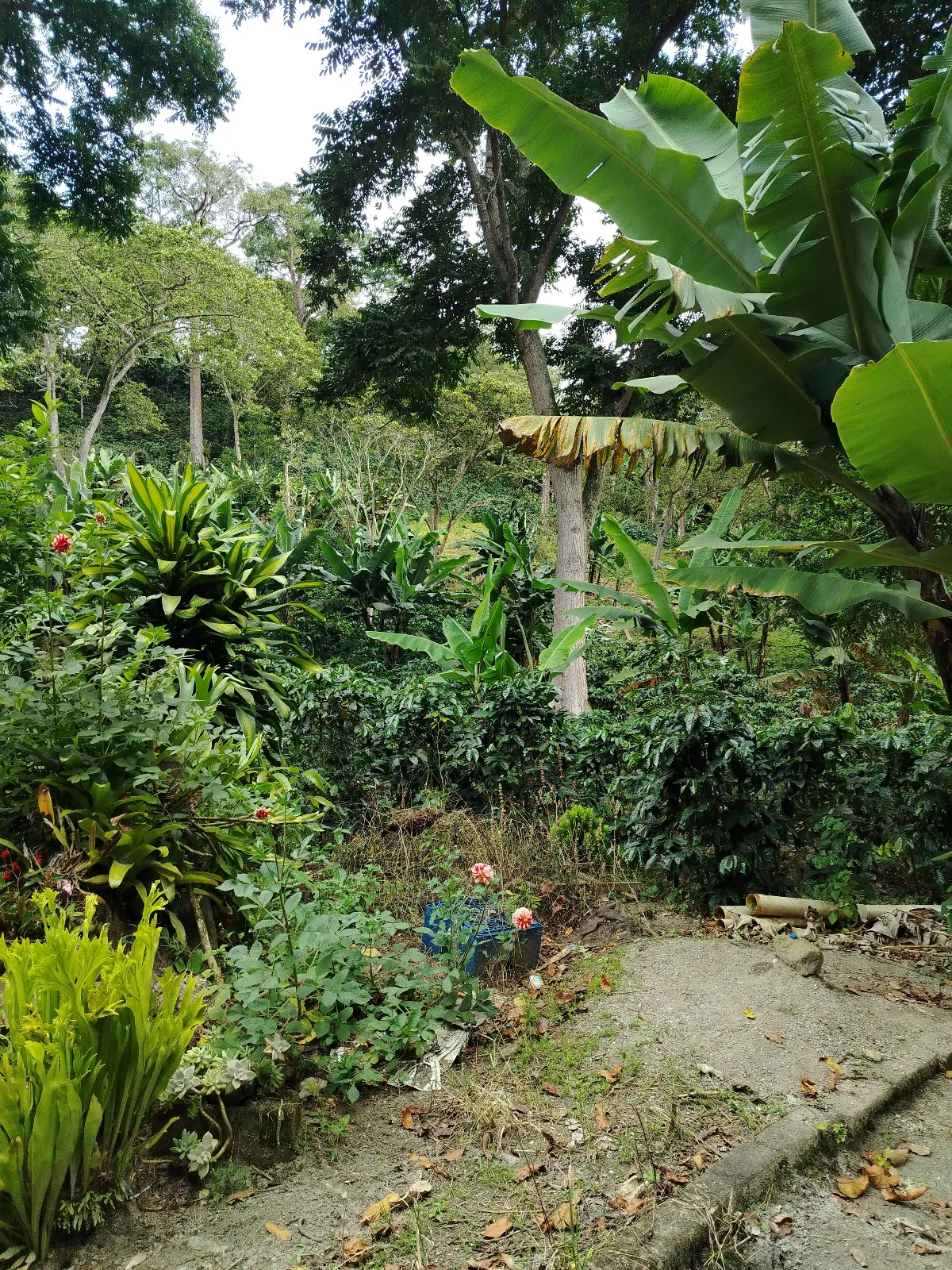 Finca la esperanza