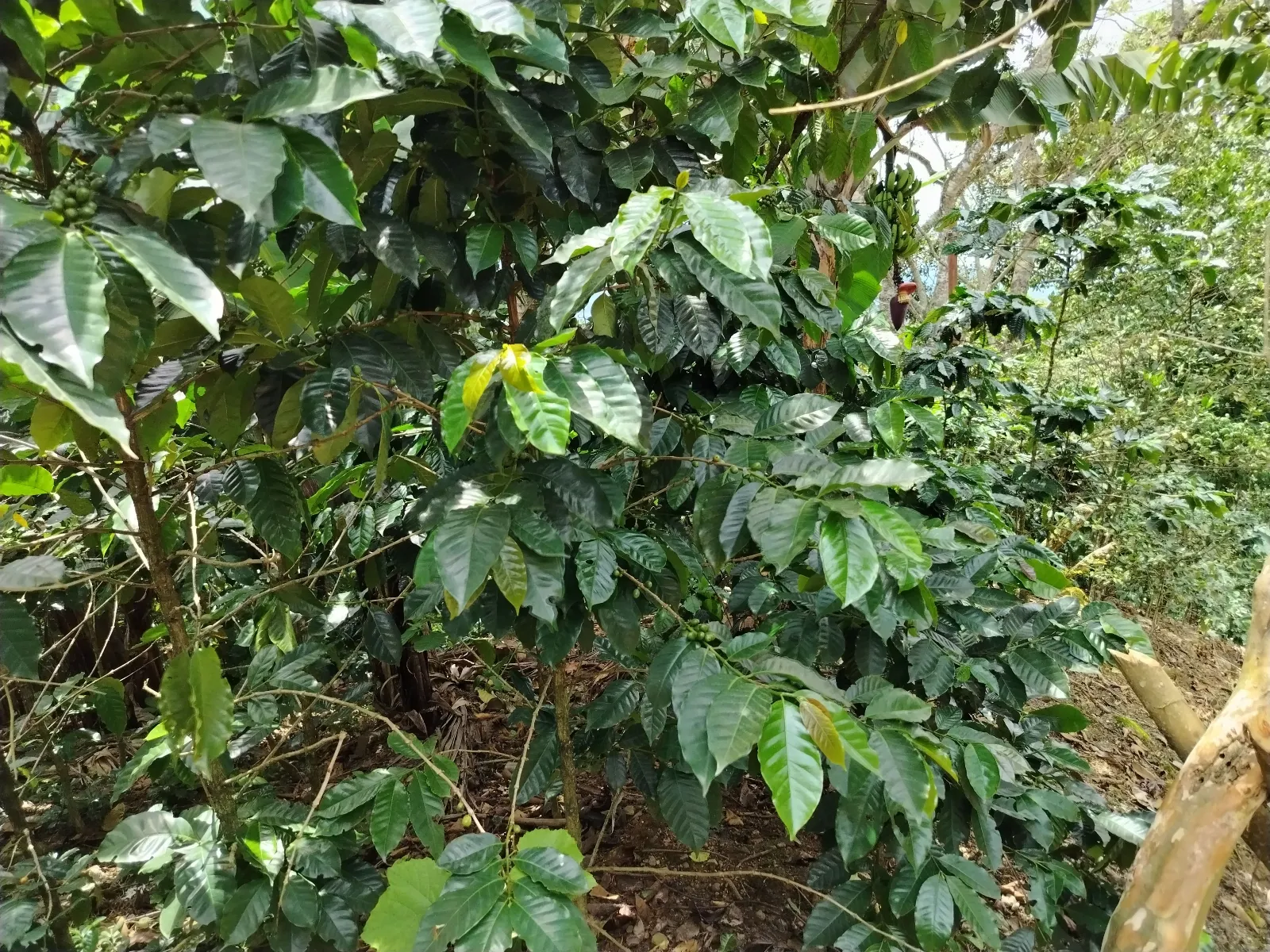 La Bendición de Dios