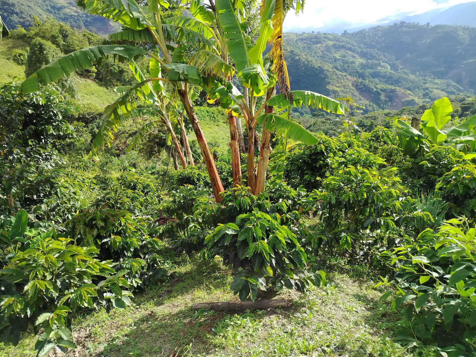 Finca Darío