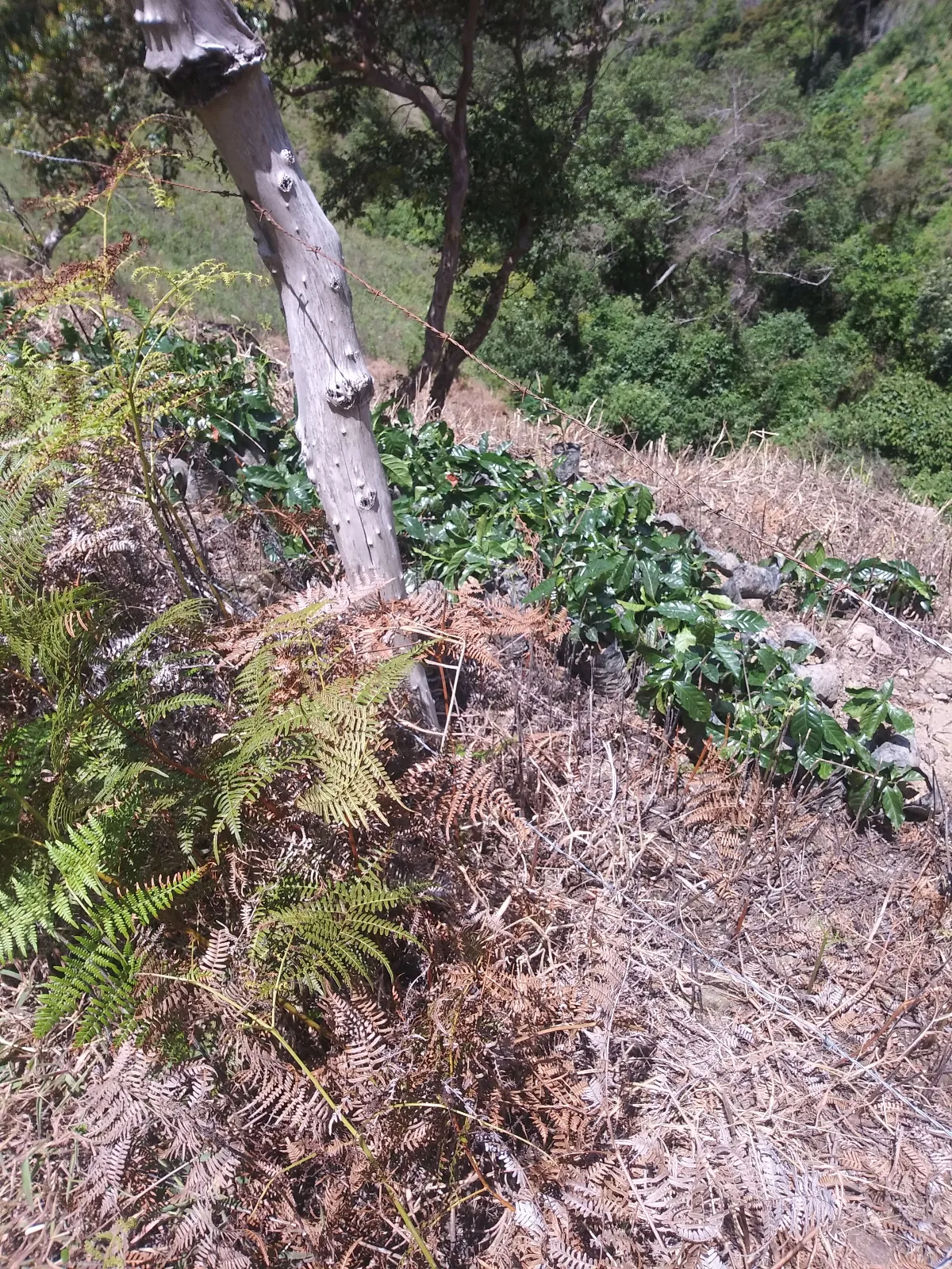 Los Juarez (Finca En Otro Sector