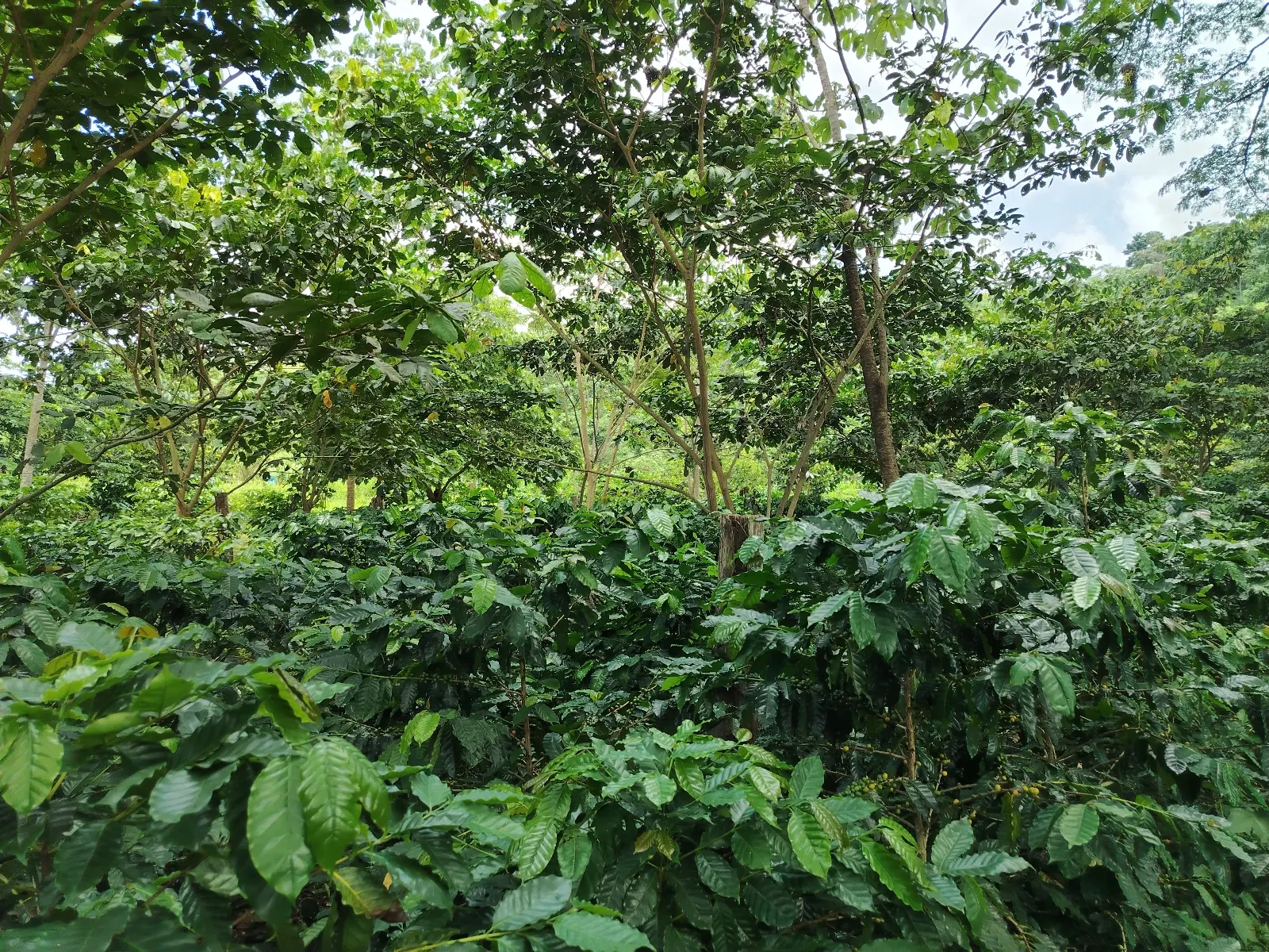 Granja don Antonio