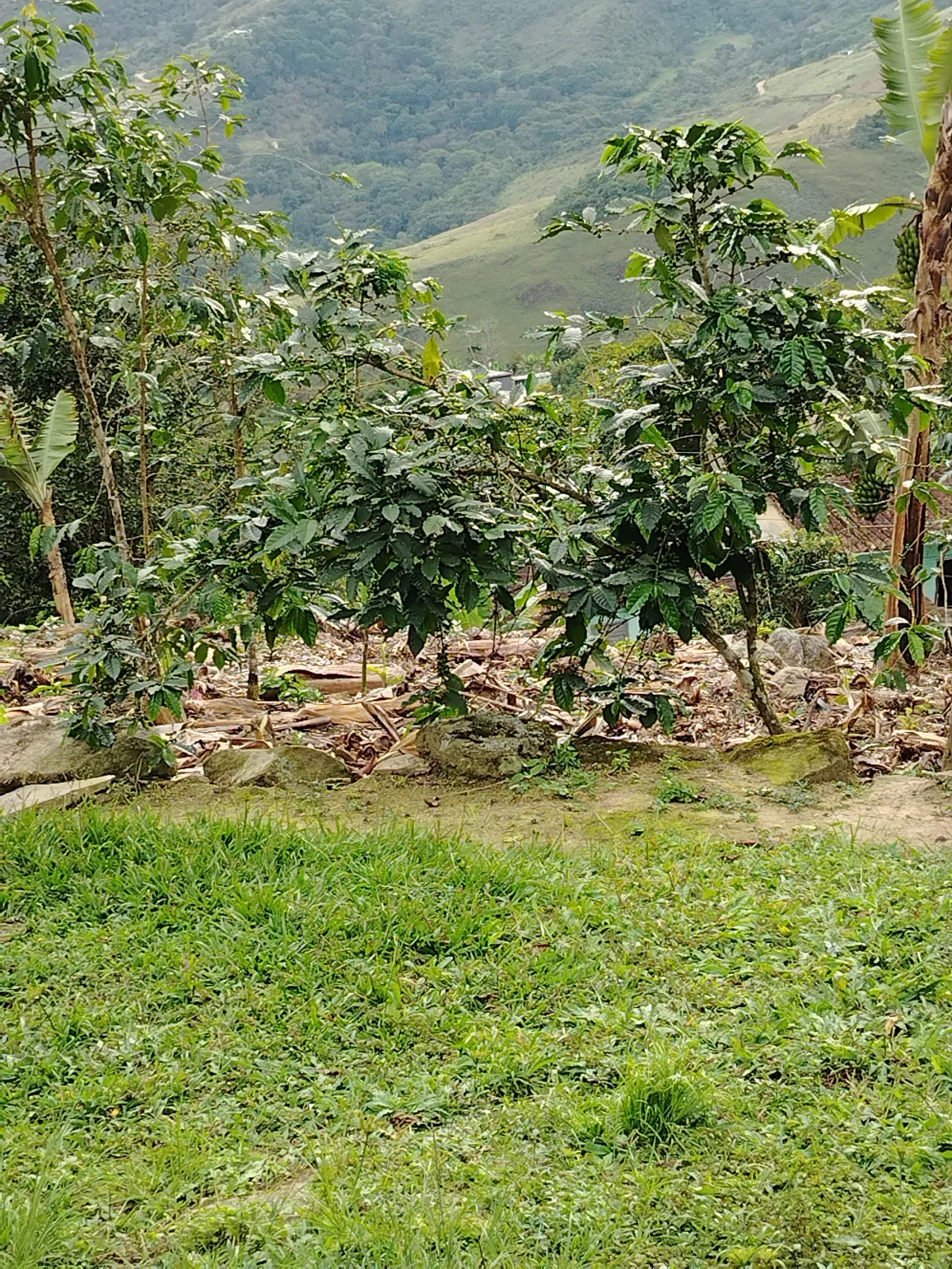 Los pinos