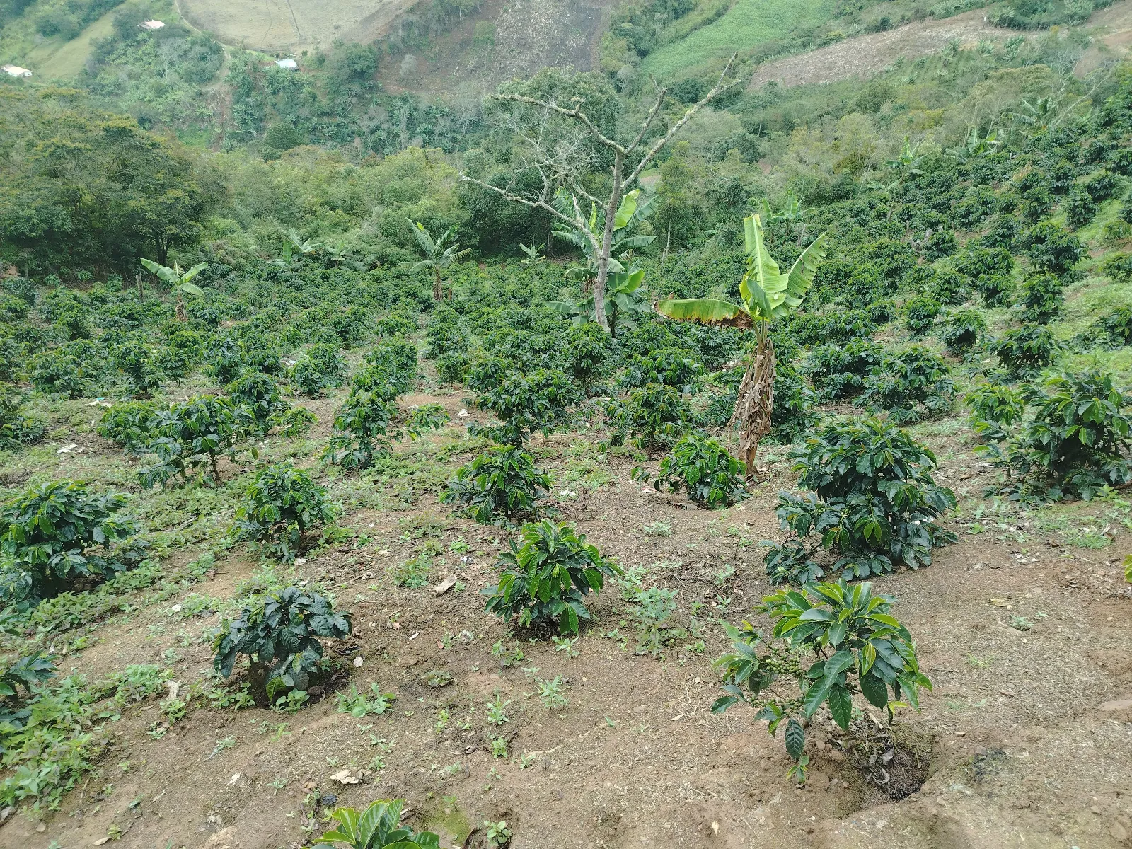 La Loma