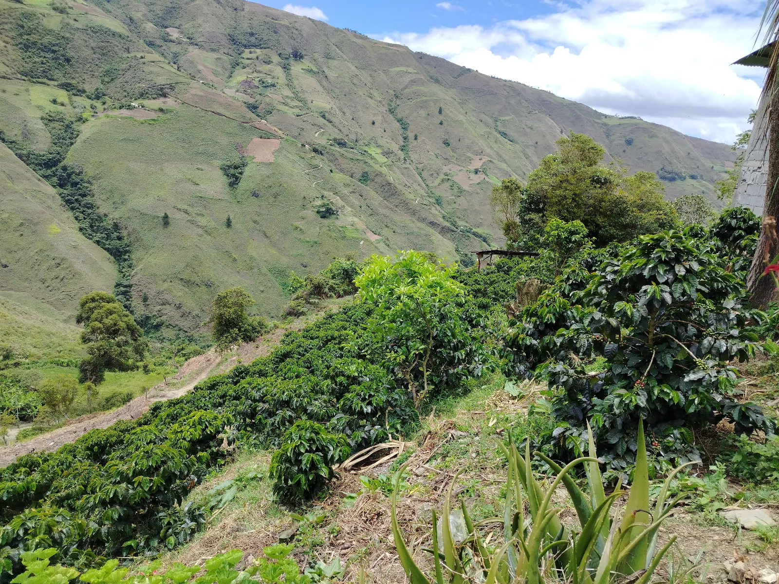 Finca Guerra