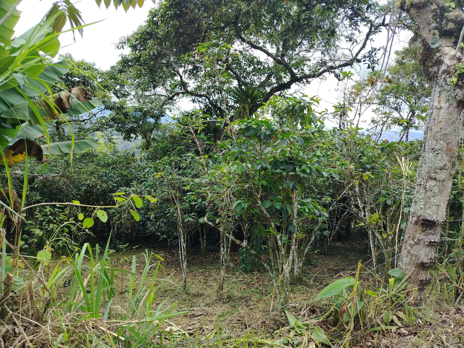 Finca los javieres