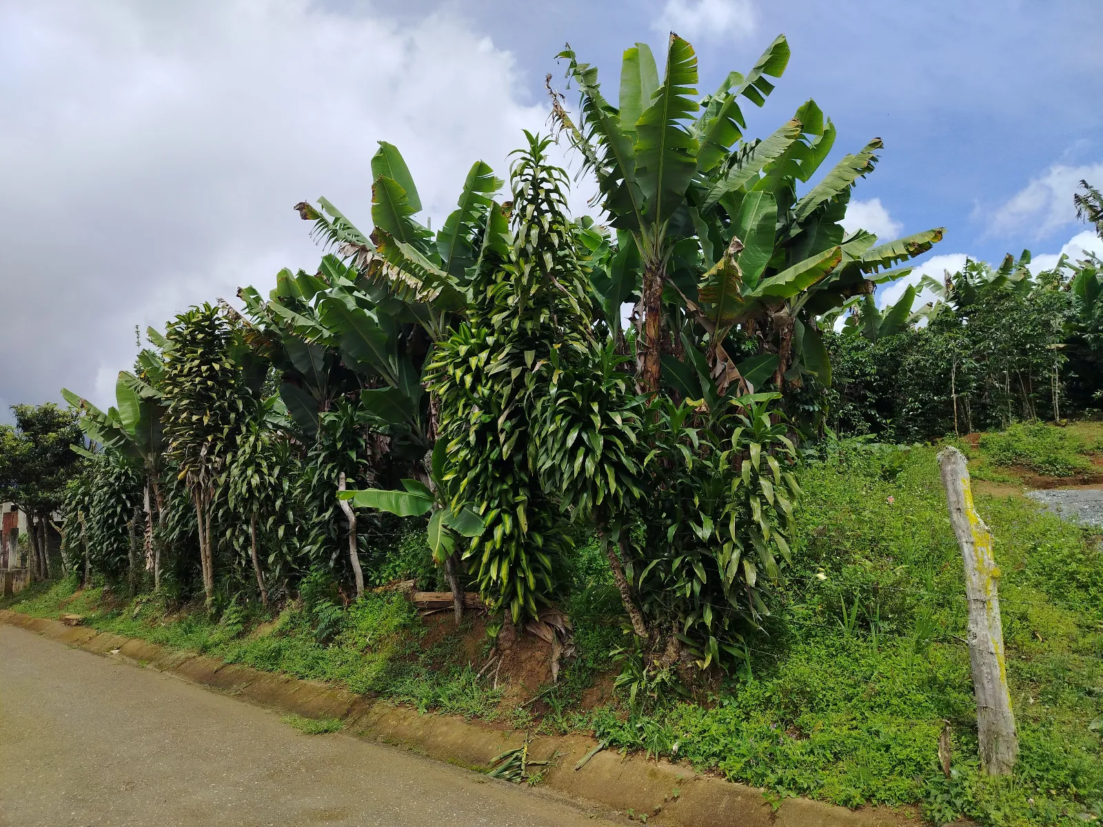 Finca Edgar