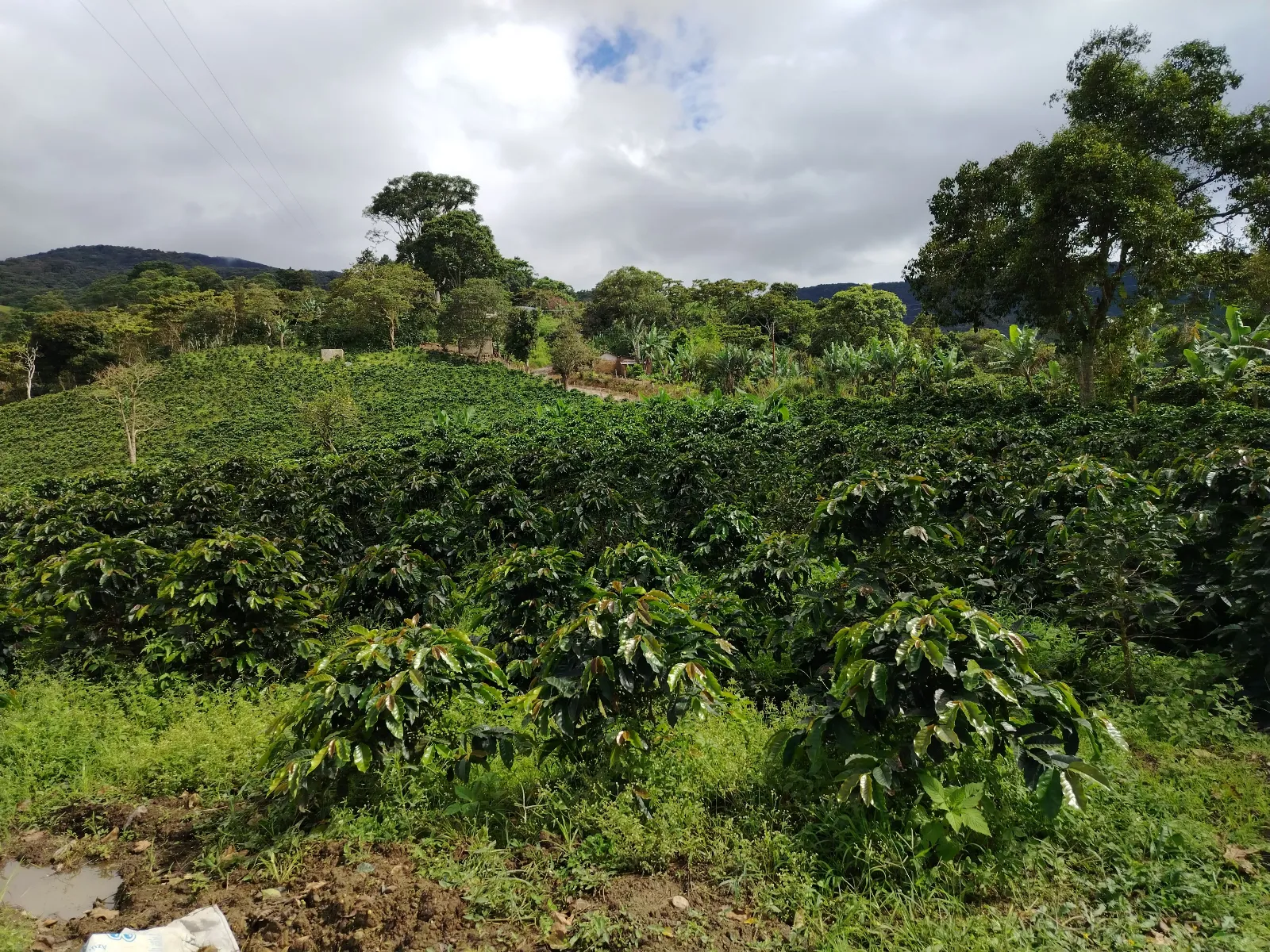 La laguna