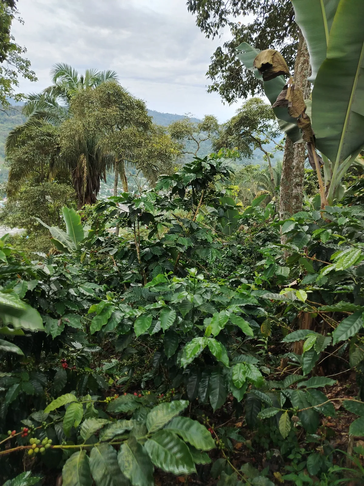 Las Palmitas 2