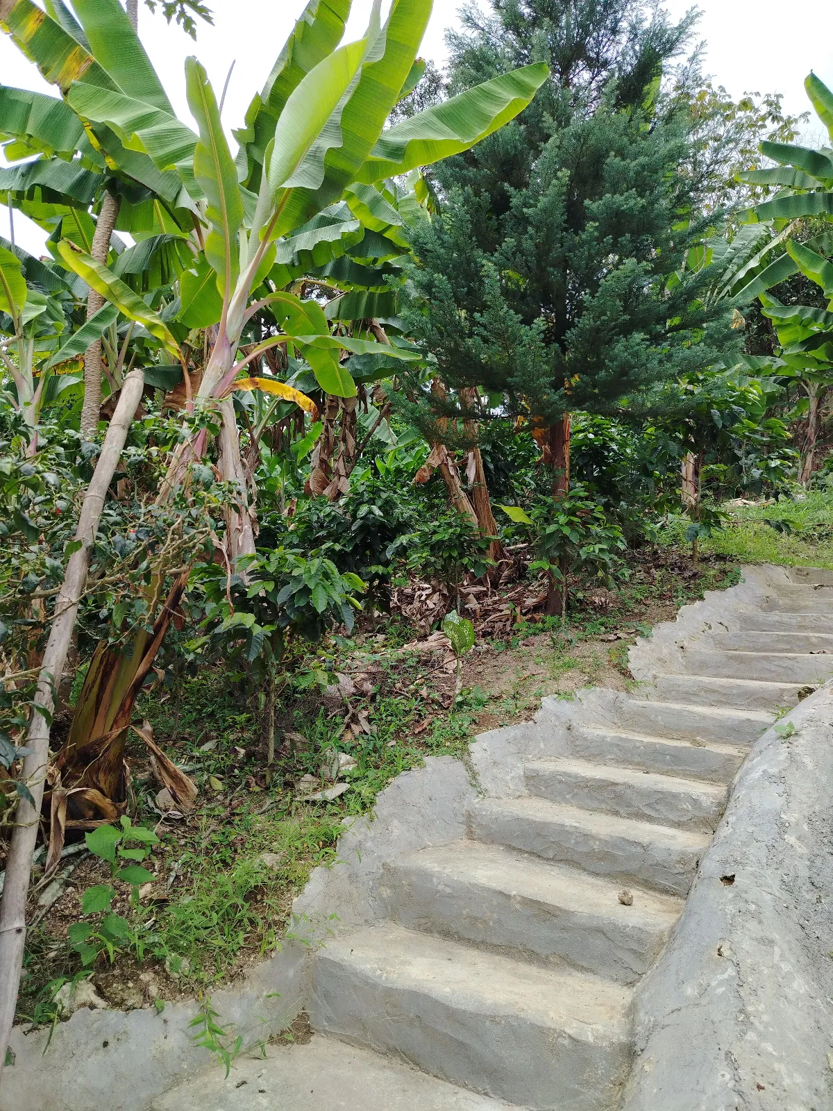 Bella vista