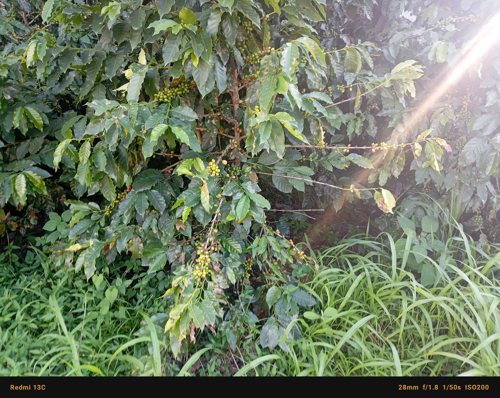 Las Lomitas