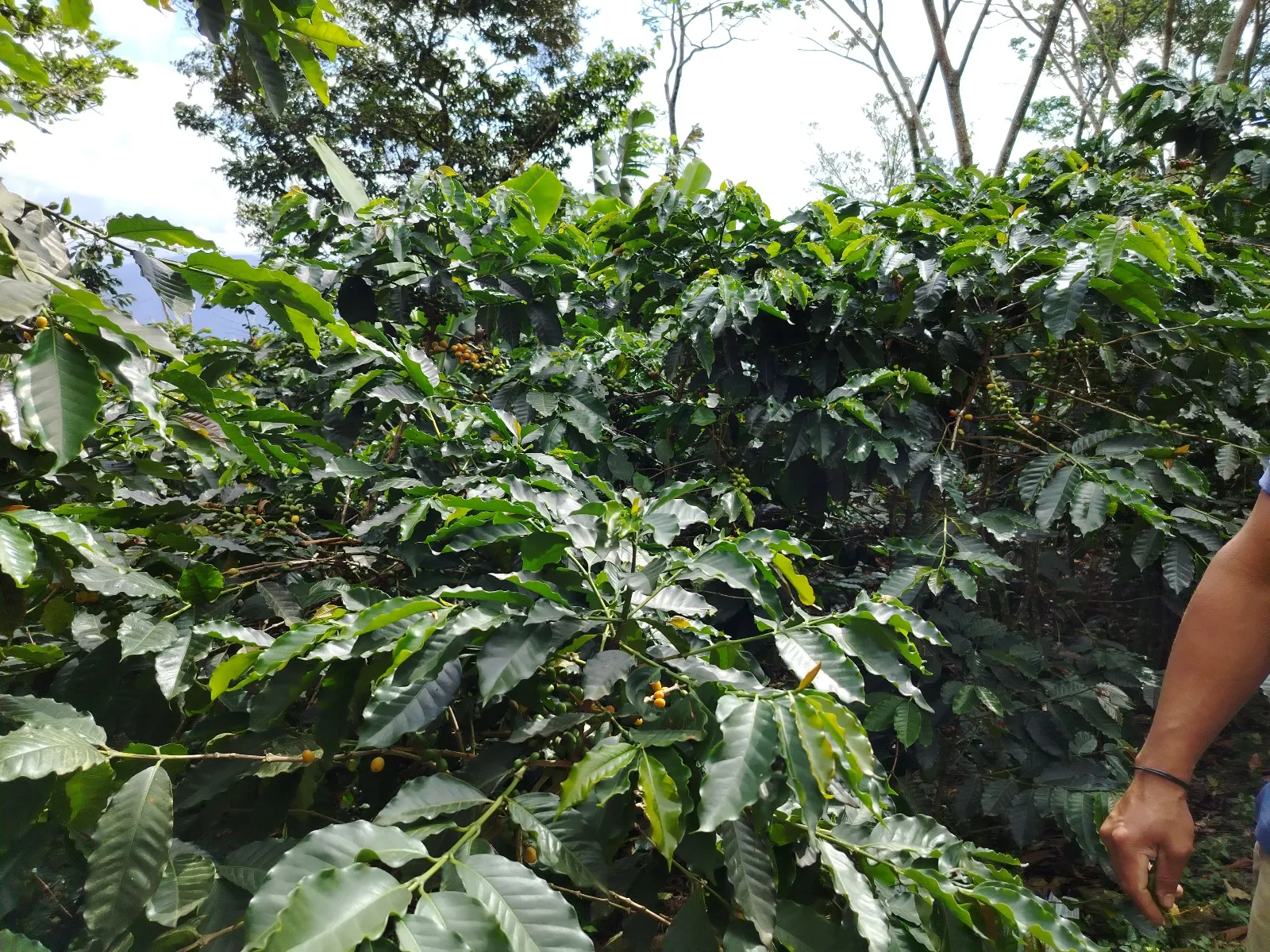 Los montés