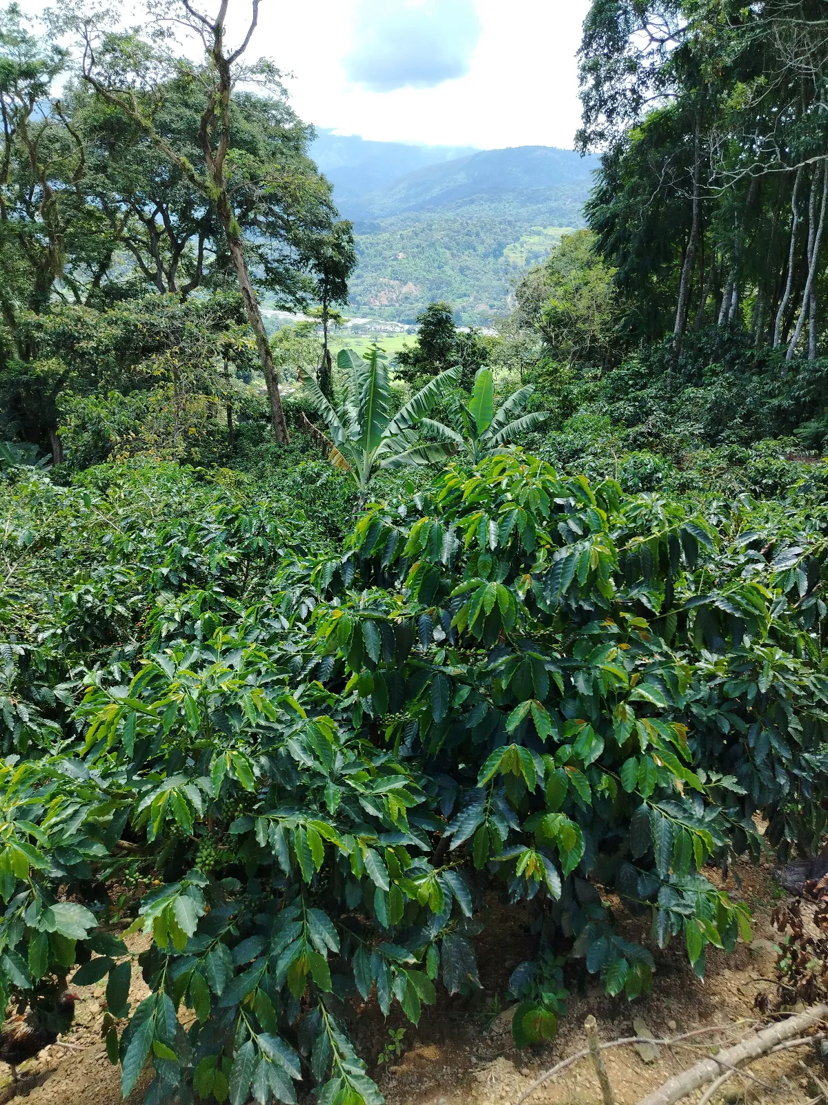 La apureña