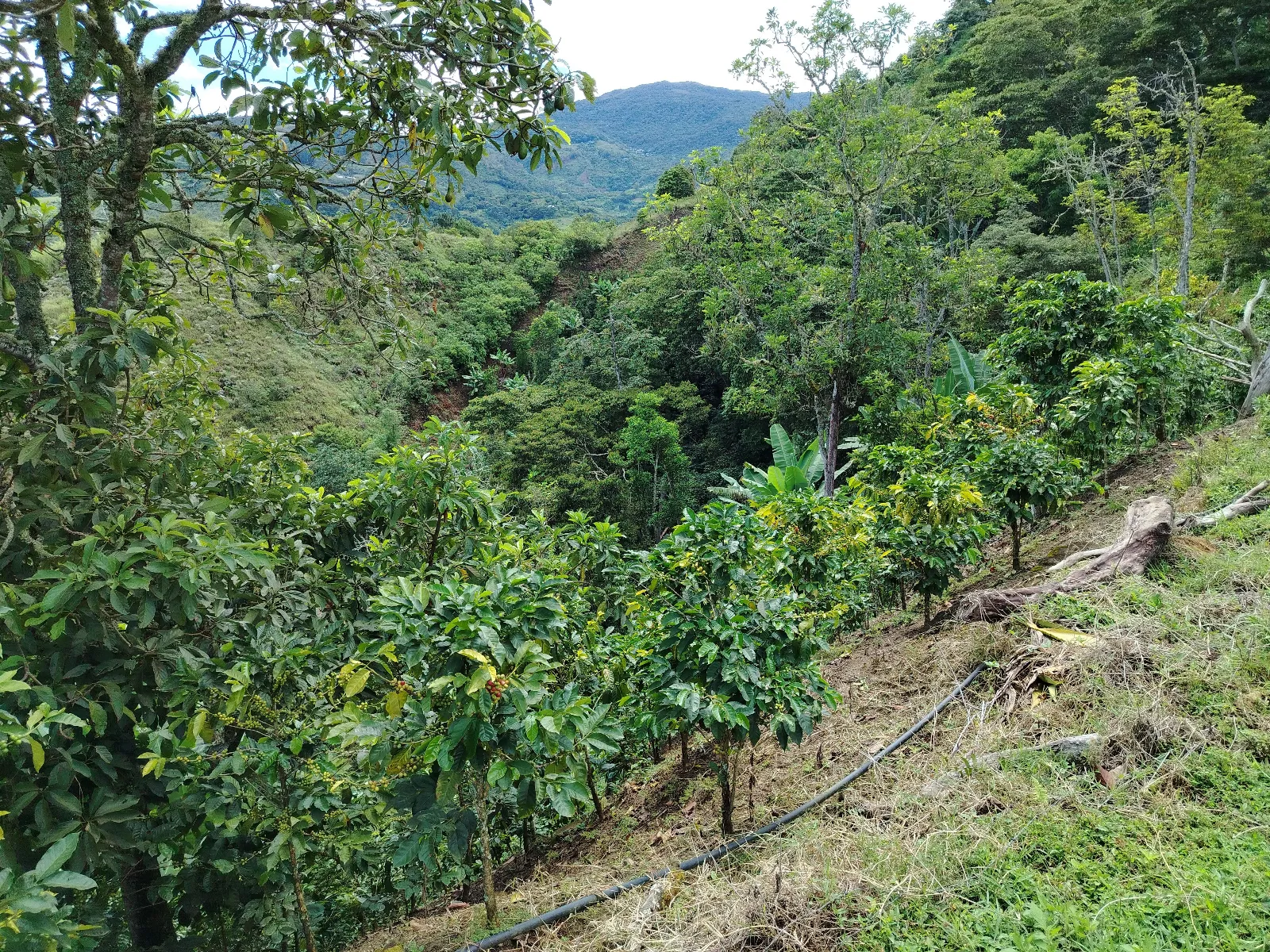 Finca Loma Gorda