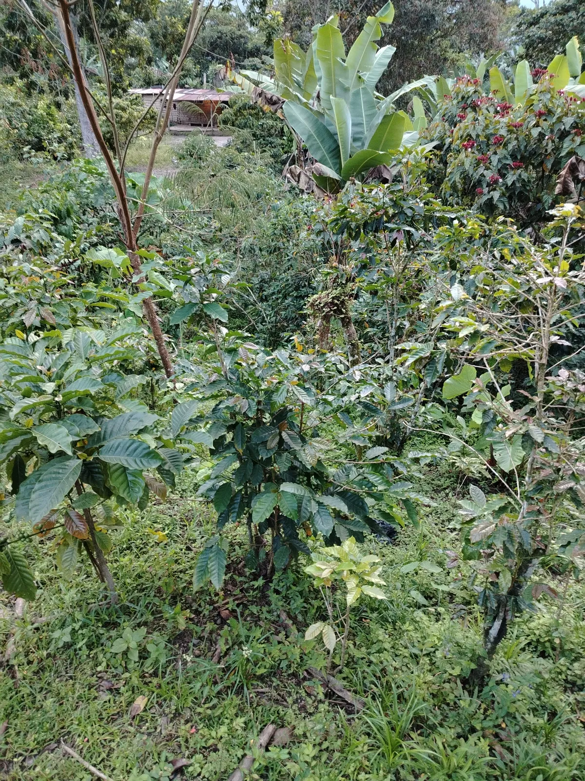 Las Heliconias