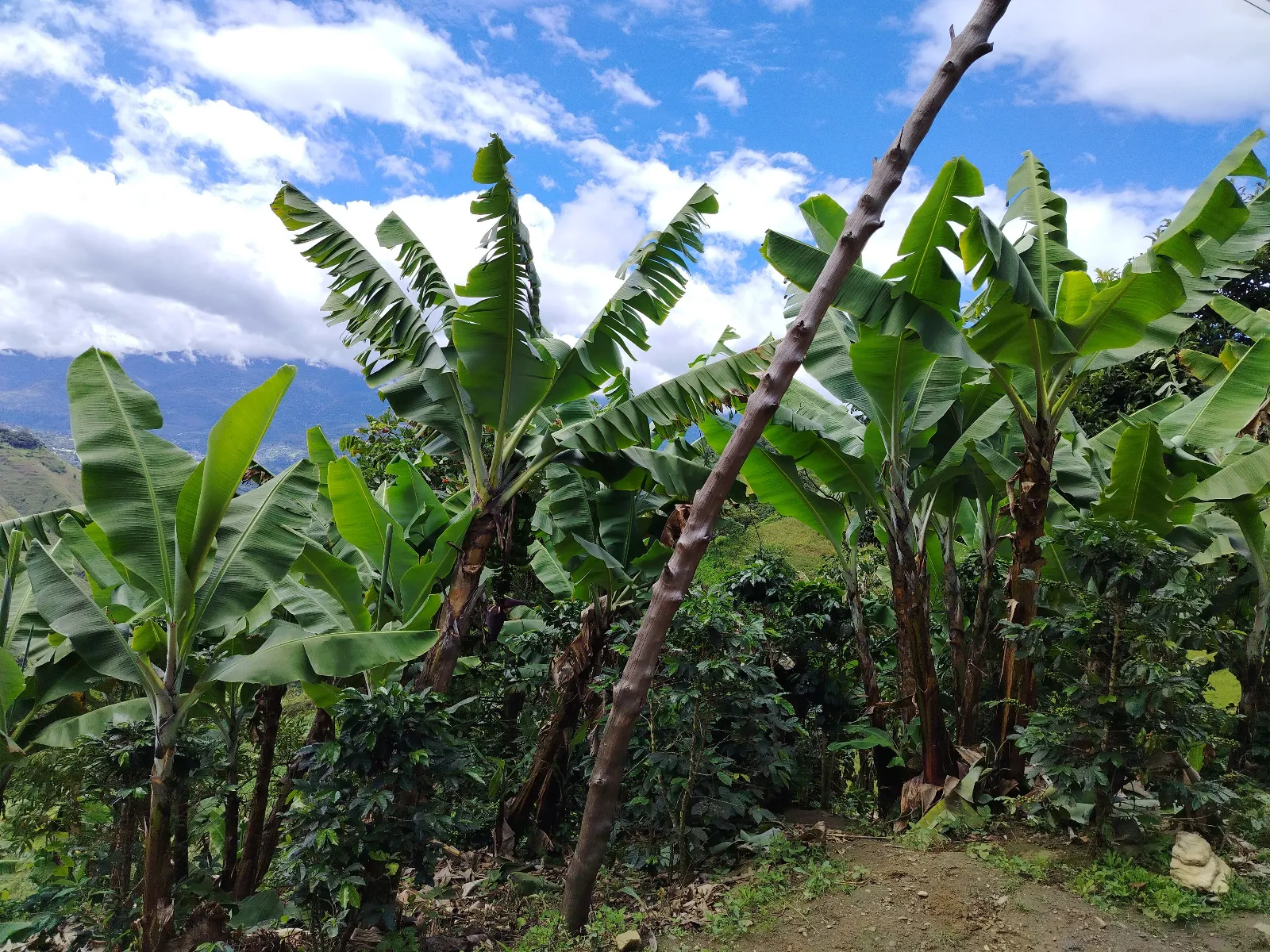 Finca