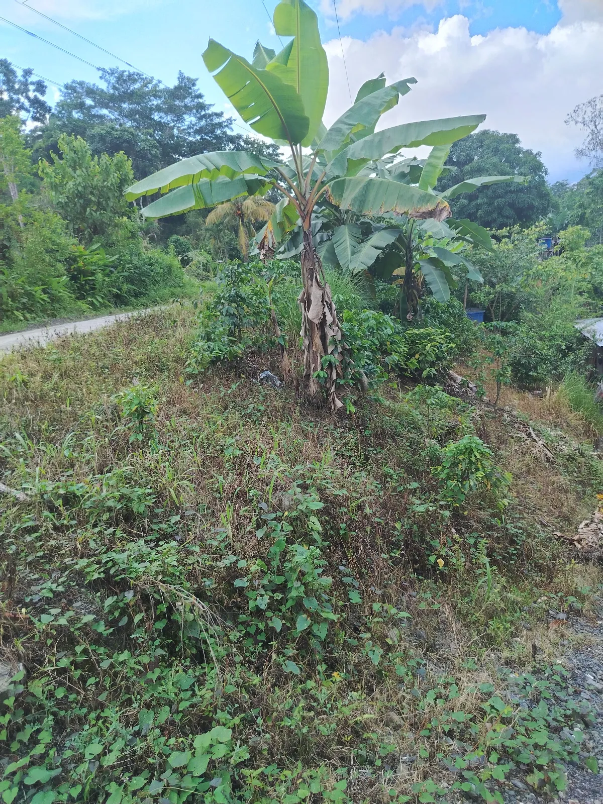 La Vega