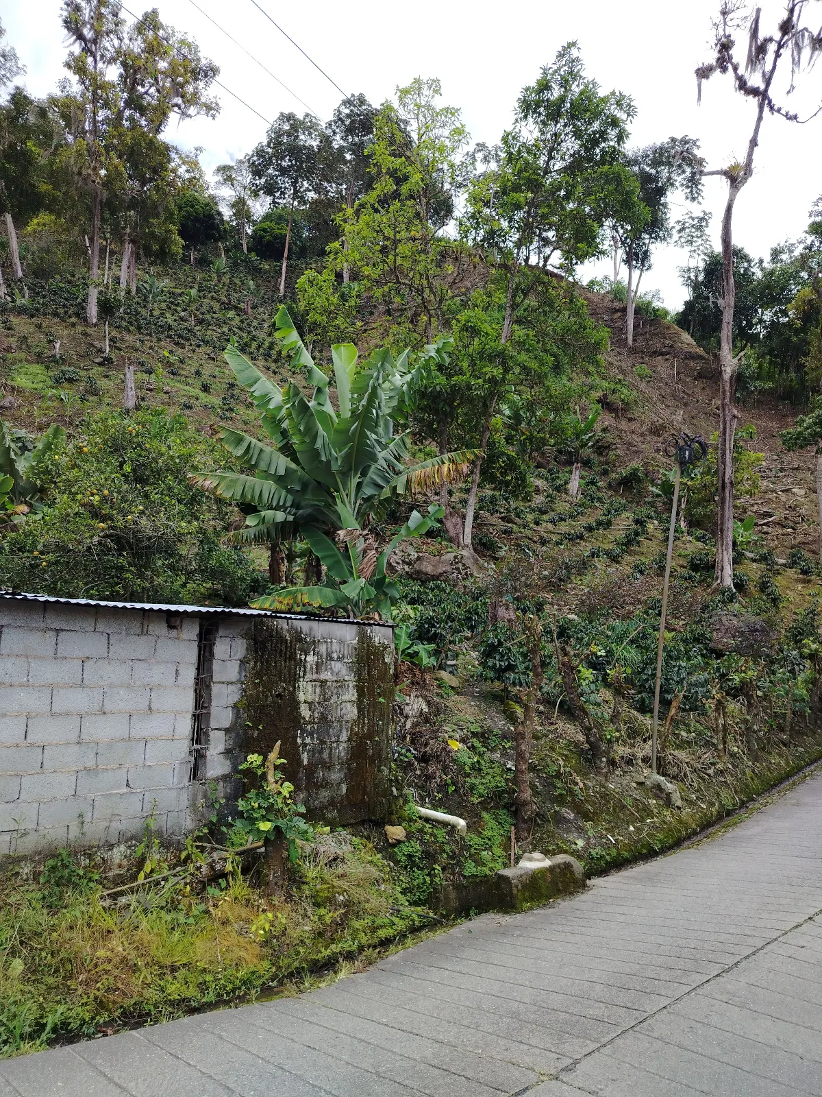 Finca la boro Coca