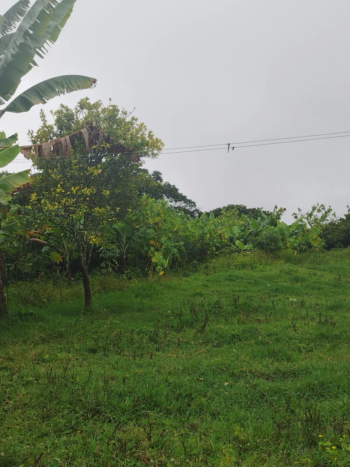 Hacienda pascualino