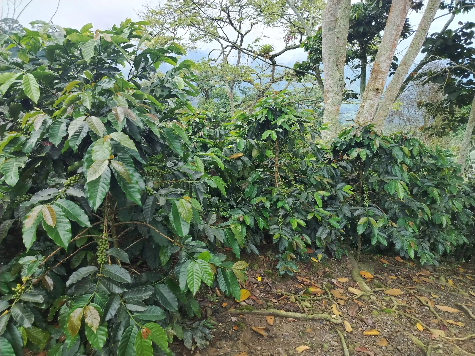 La Laguna