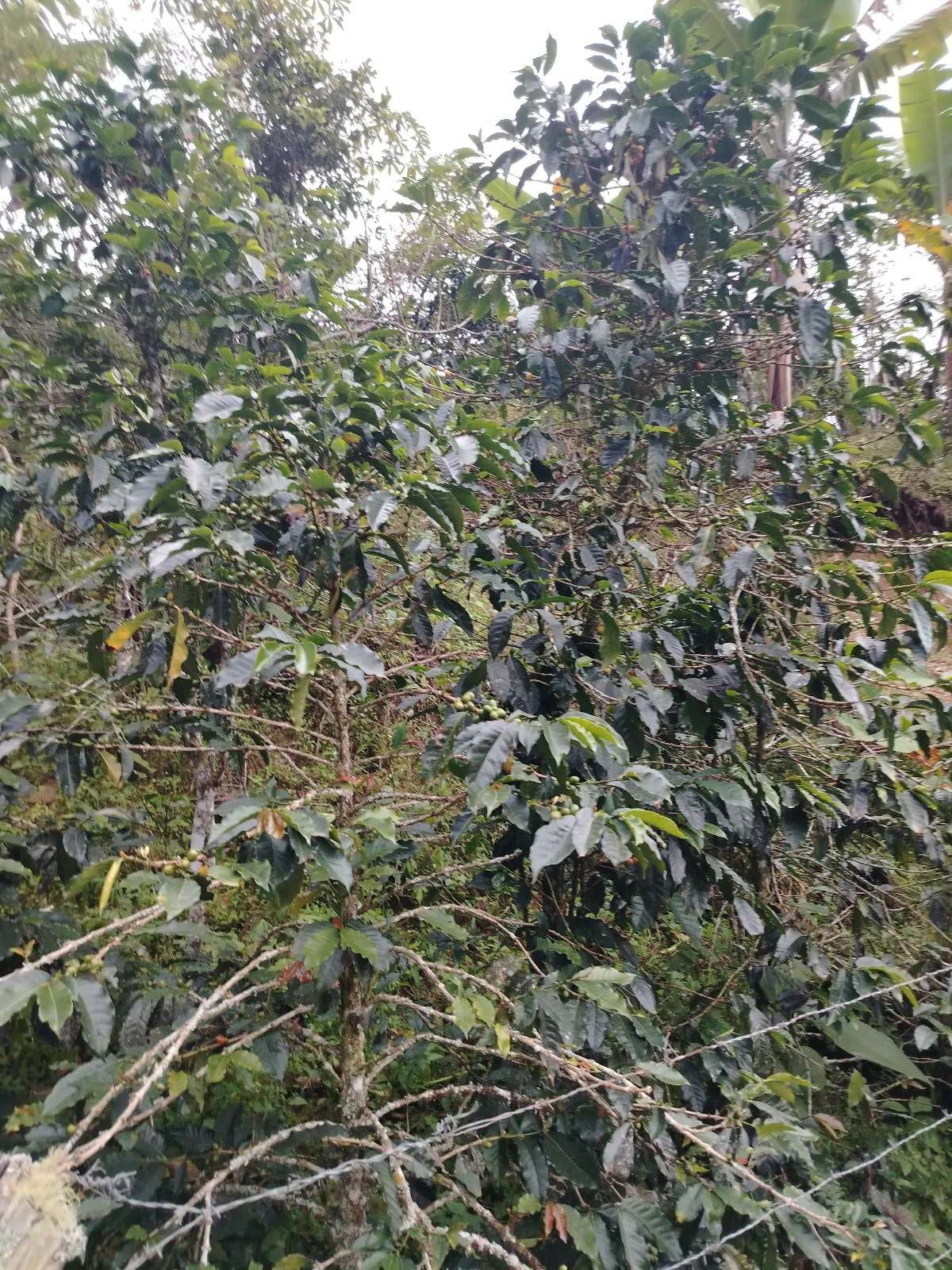 Finca Valladares