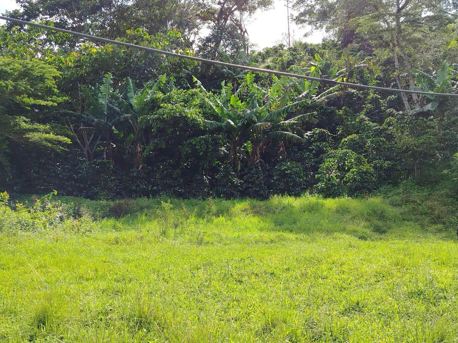 Finca mis abuelos
